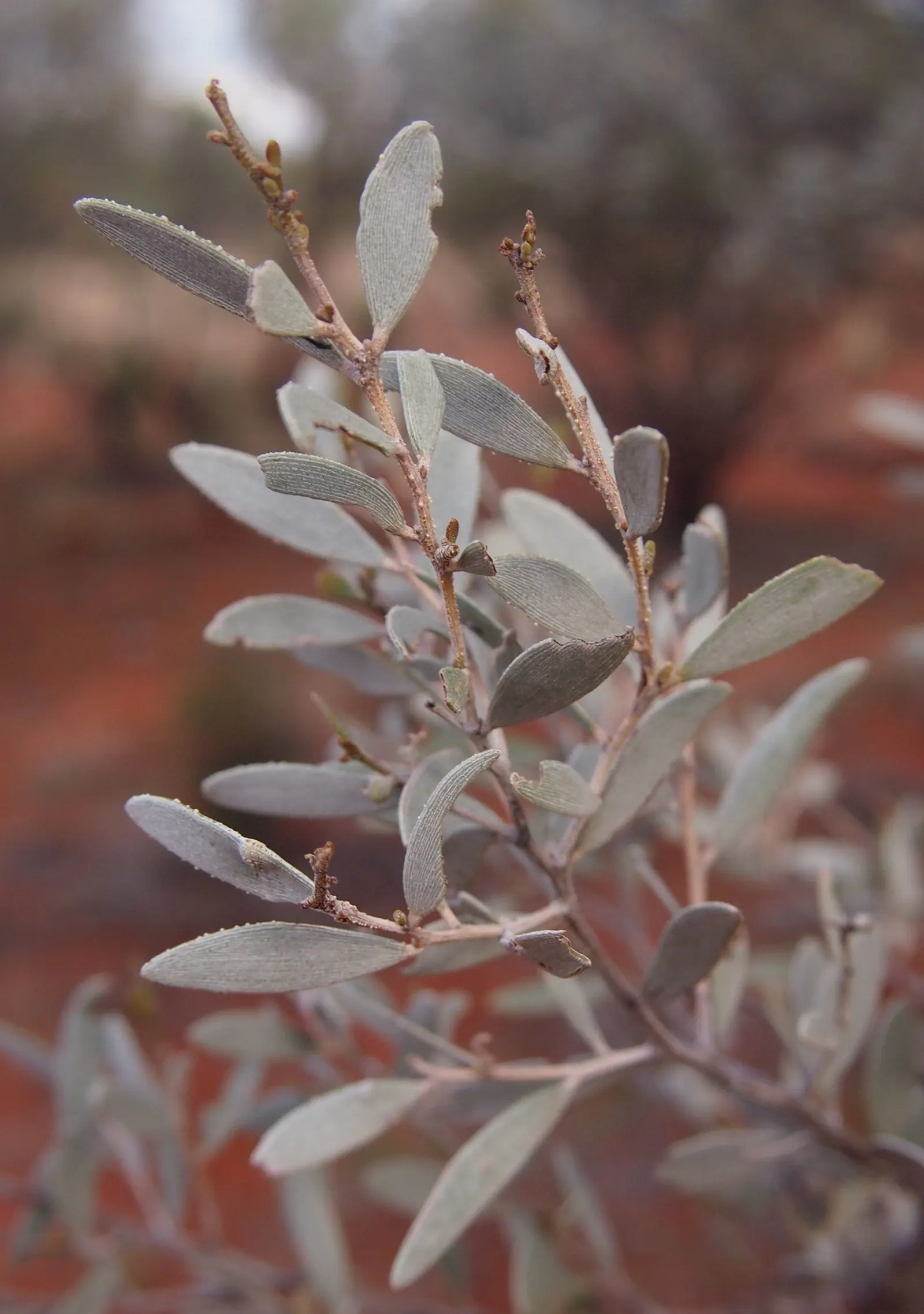 Mulga (Acacia Aneura) — Mulga, Acacia aneura, is a resilient evergreen shrub or small tree, reaching up to 26 feet tall