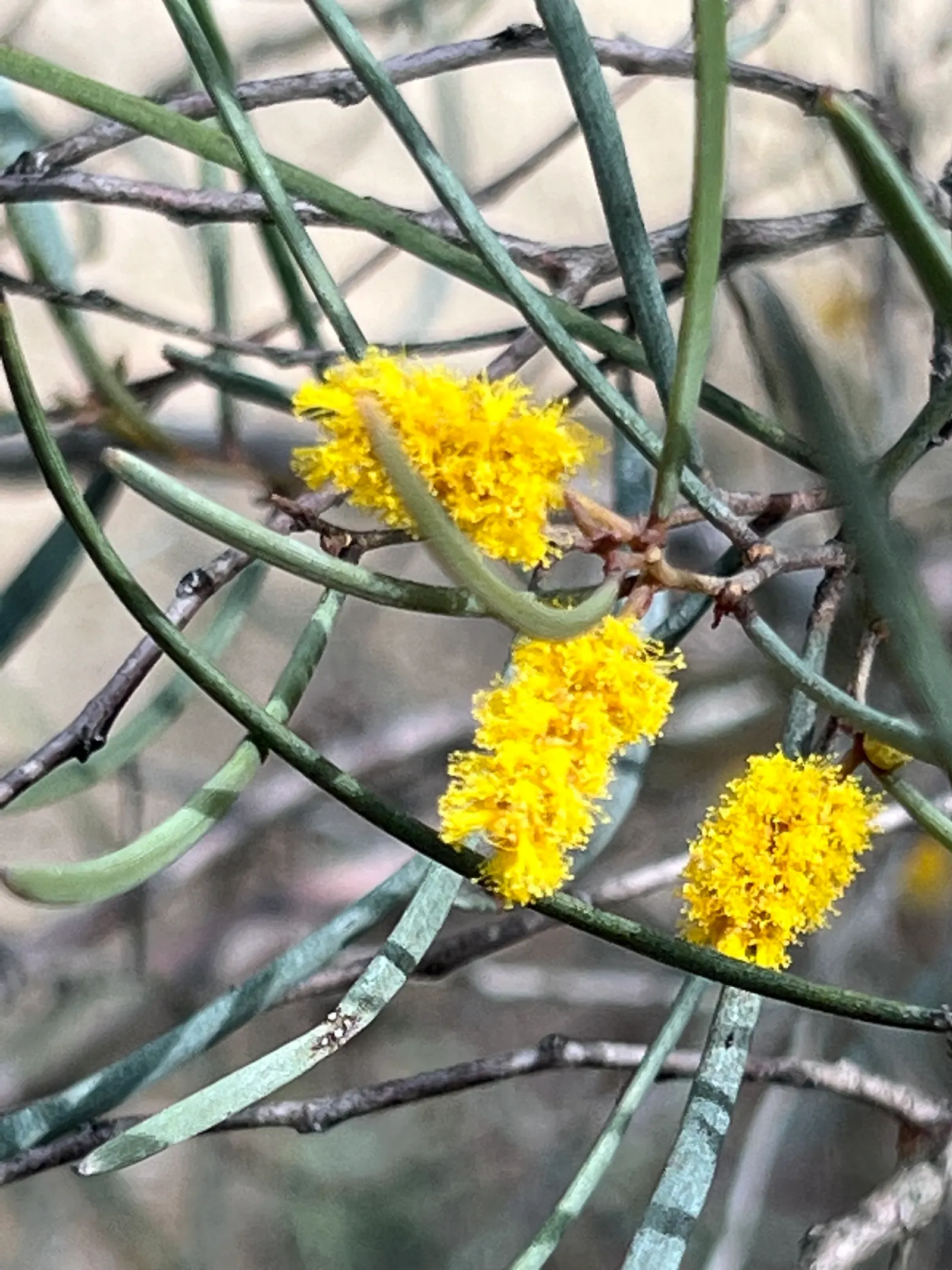 Mulga (Acacia Aneura) — It boasts hardy, grey-green phyllodes and vibrant yellow flowers; the plant typically achieves a height of 15 to 30 feet, image 48