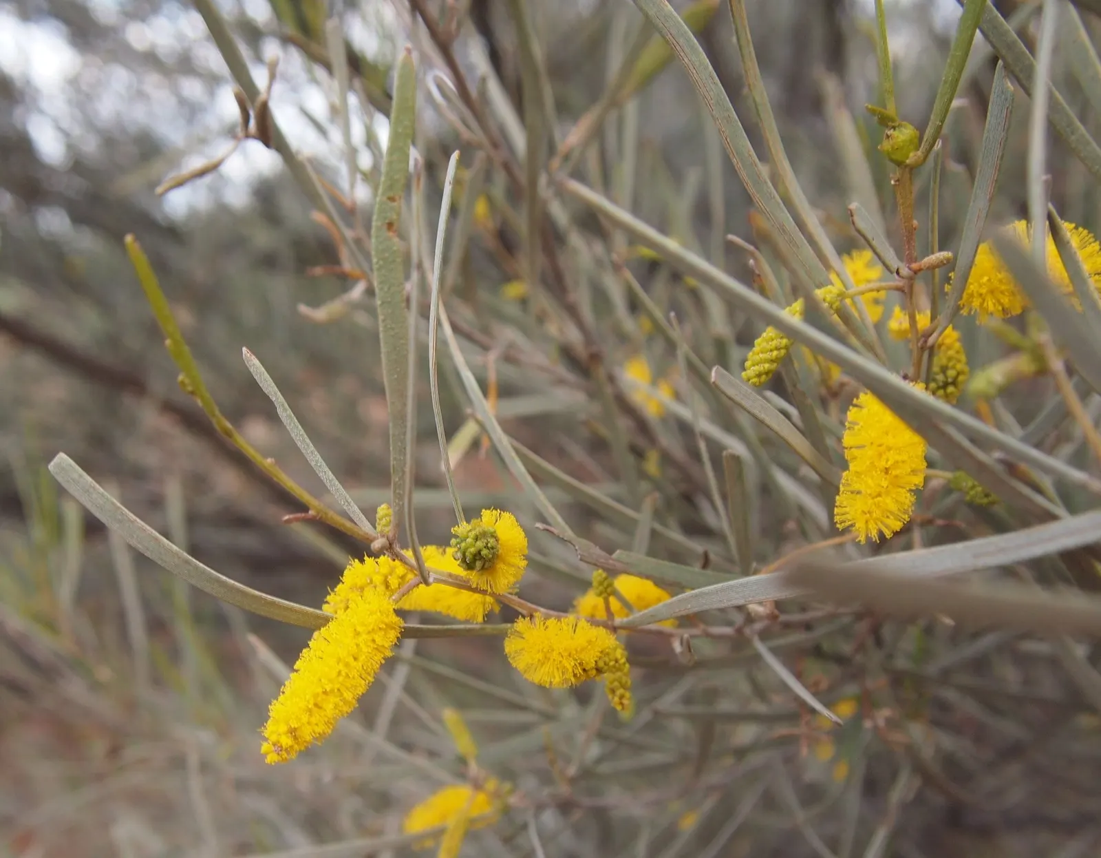 Mulga (Acacia Aneura) — requiring minimal water once established and can tolerate high temperatures and full sun exposure; this resilient and hardy evergreen