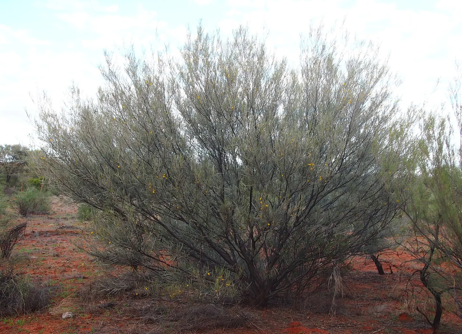 Mulga (Acacia Aneura) — requiring minimal water once established and can tolerate high temperatures and full sun exposure