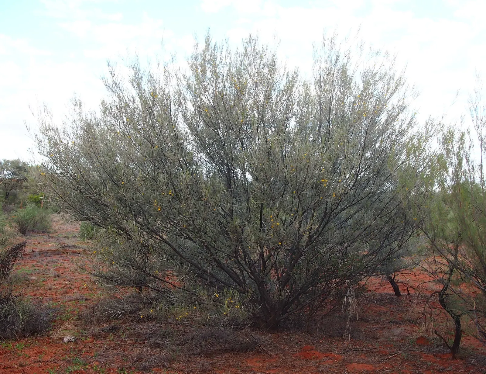 Mulga (Acacia Aneura) — This species is low-maintenance