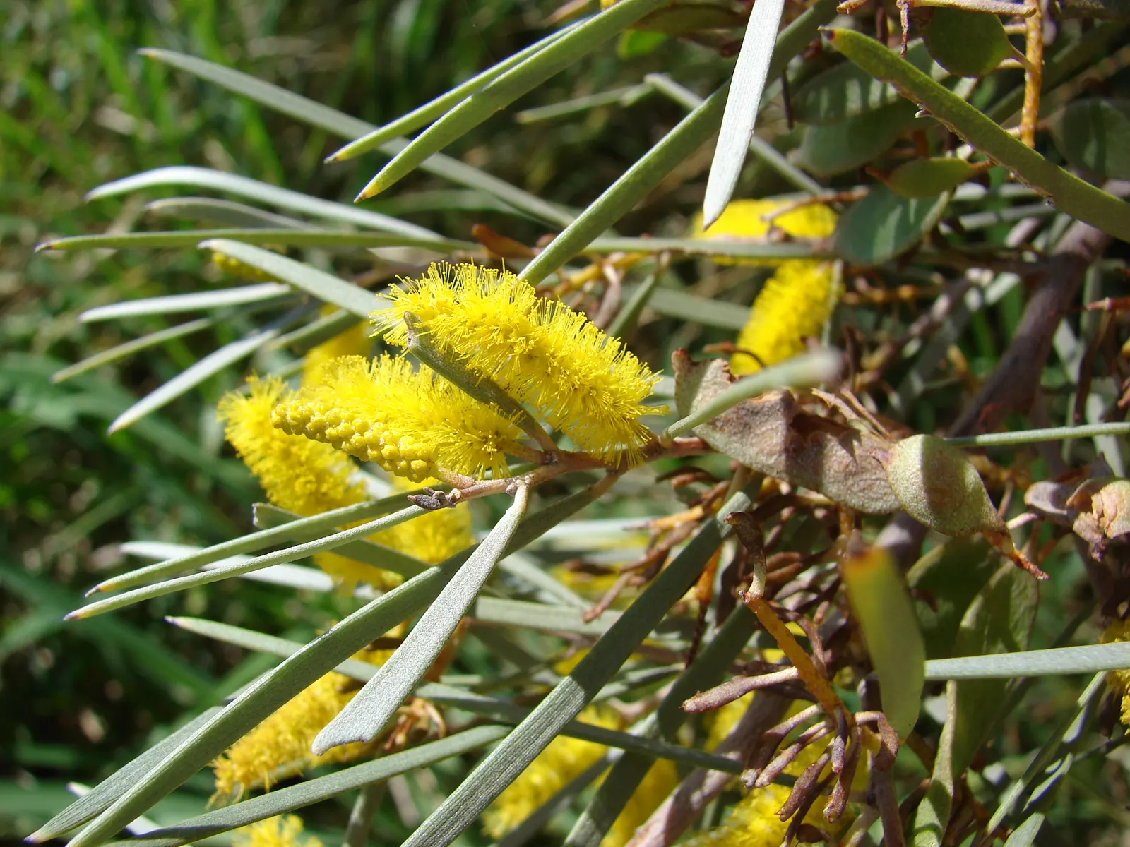 Mulga (Acacia Aneura) — Space plants approximately 10-20 feet apart to accommodate their canopy spread in mature landscapes; native to the Australian outback
