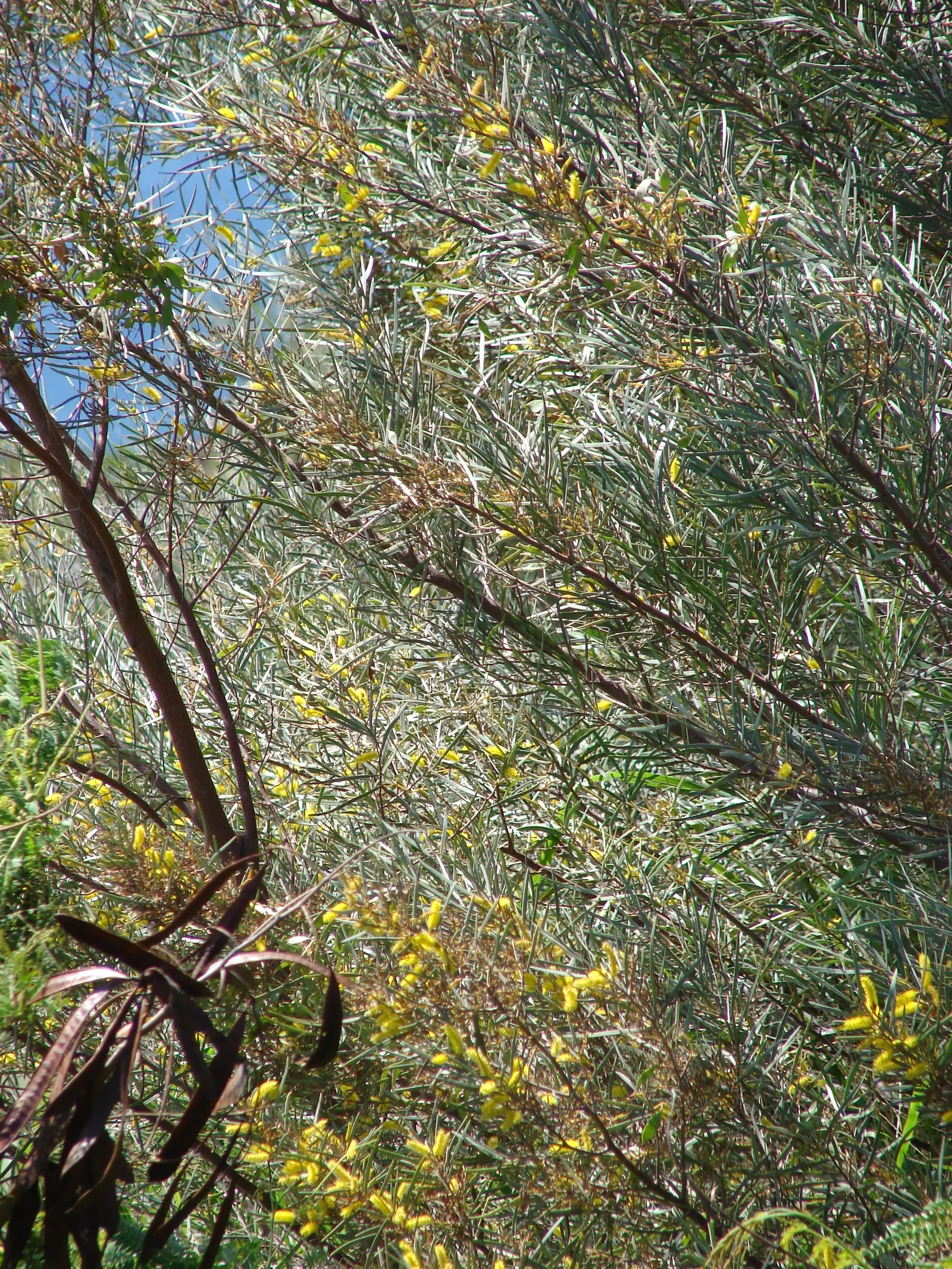Mulga (Acacia Aneura) — and it favors well-draining soil