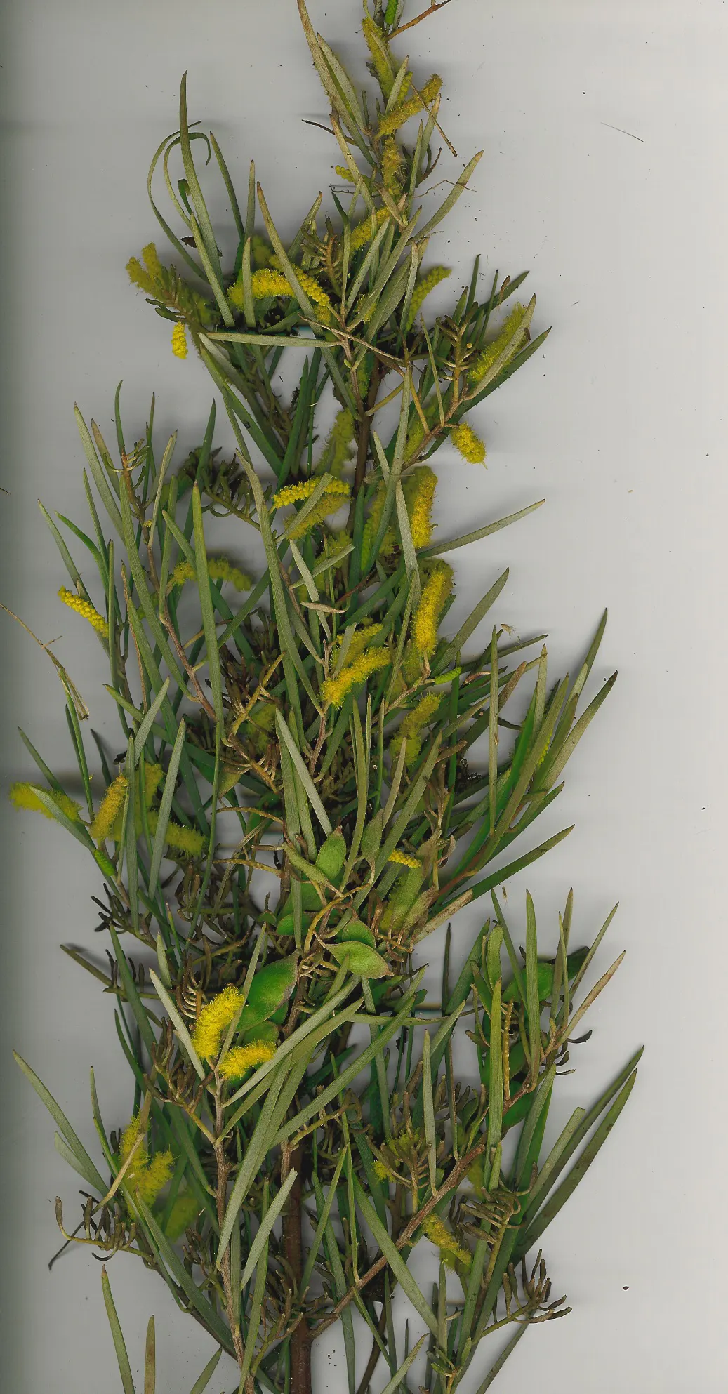 Mulga (Acacia Aneura) — This resilient and hardy evergreen is a member of the Fabaceae family; stands as a remarkable feature in any arid landscape design
