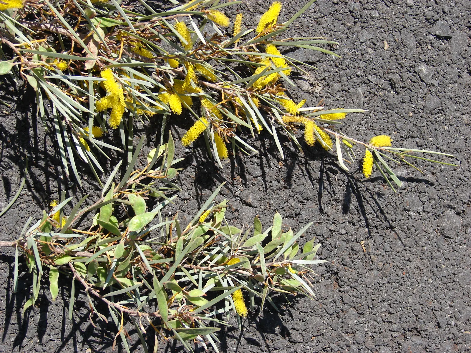 Mulga (Acacia Aneura) — tree with yellow blooms