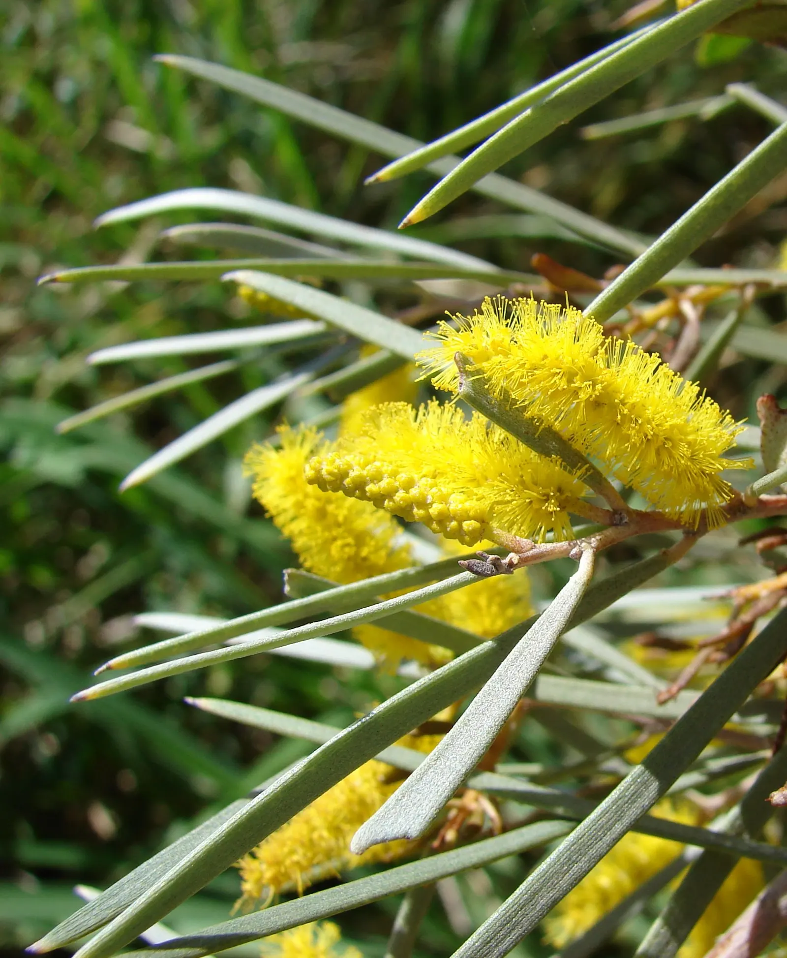 Mulga (Acacia Aneura) — tree for full