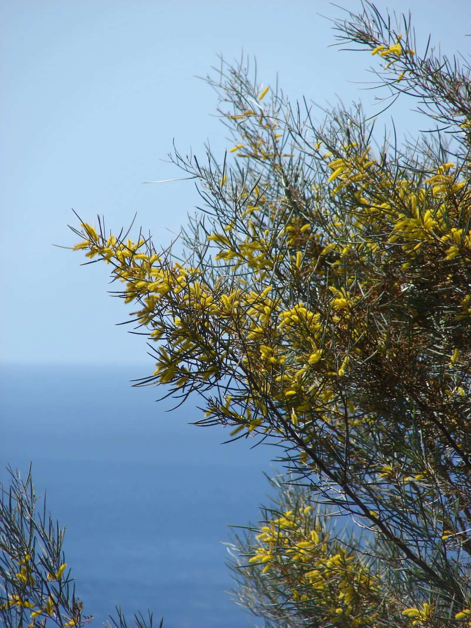 Mulga (Acacia Aneura) — distinguished for its ability to thrive in dry conditions with low annual rainfall