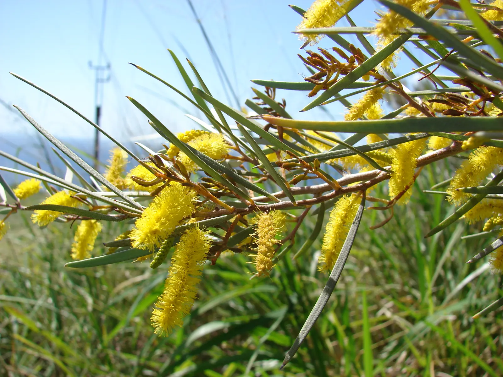 Mulga (Acacia Aneura) — yellow flowers in the garden