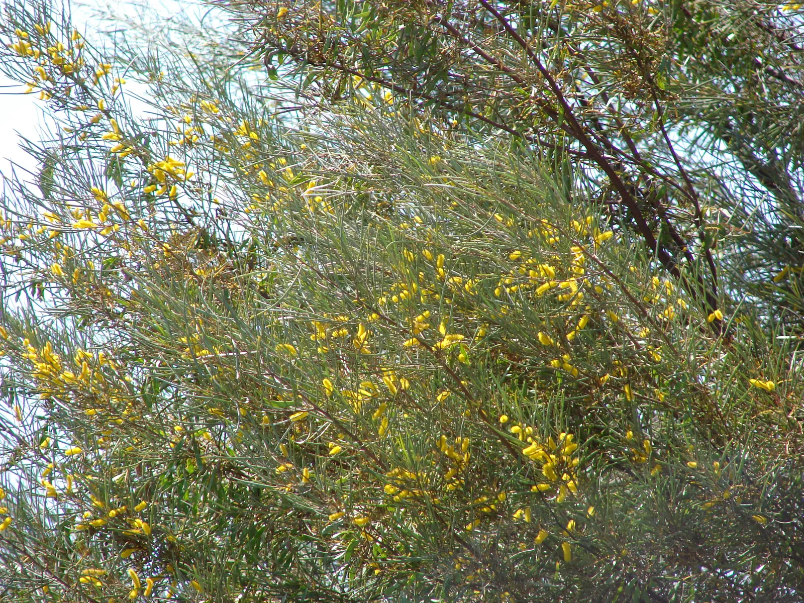 Mulga (Acacia Aneura) — It boasts hardy, grey-green phyllodes and vibrant yellow flowers