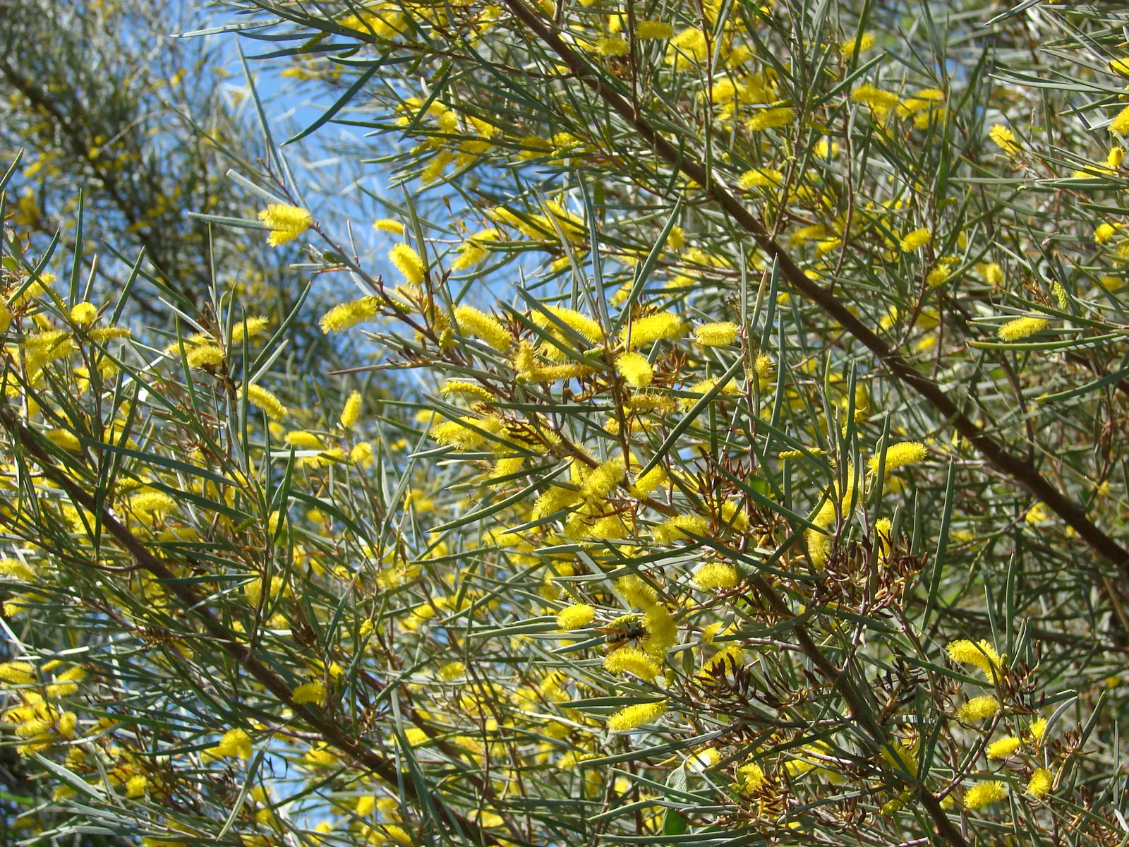 Mulga (Acacia Aneura) — identified botanically as Acacia aneura
