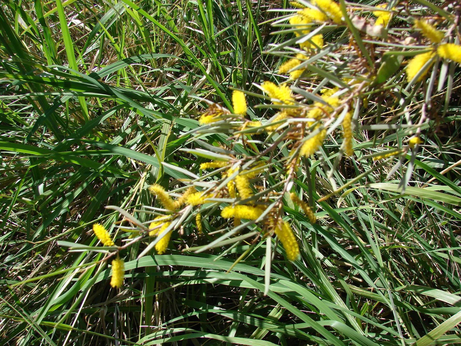 Mulga (Acacia Aneura) — tree for full; while also supporting local ecosystems