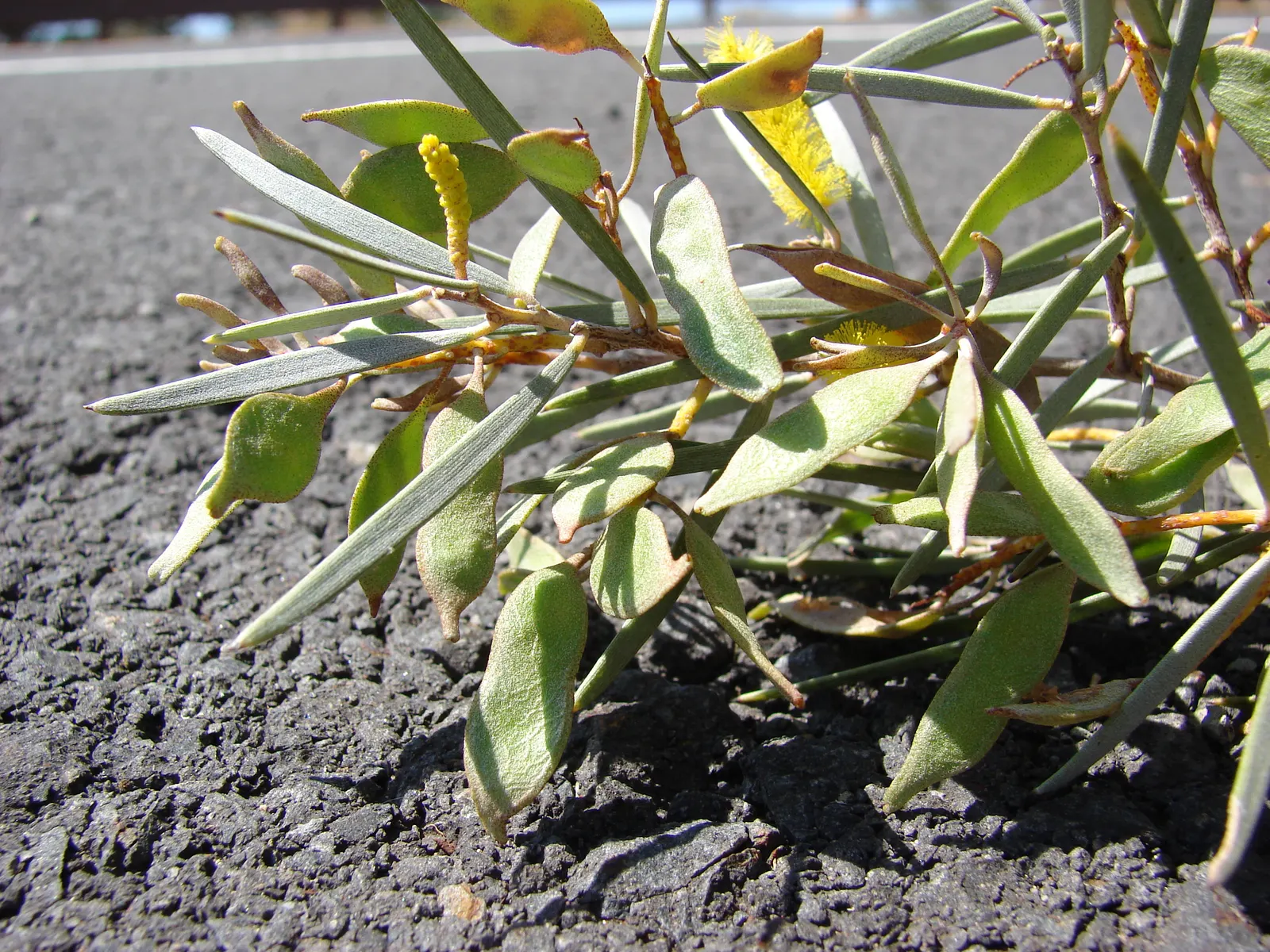 Mulga (Acacia Aneura) — consider its mature size and allow ample space for its canopy to develop