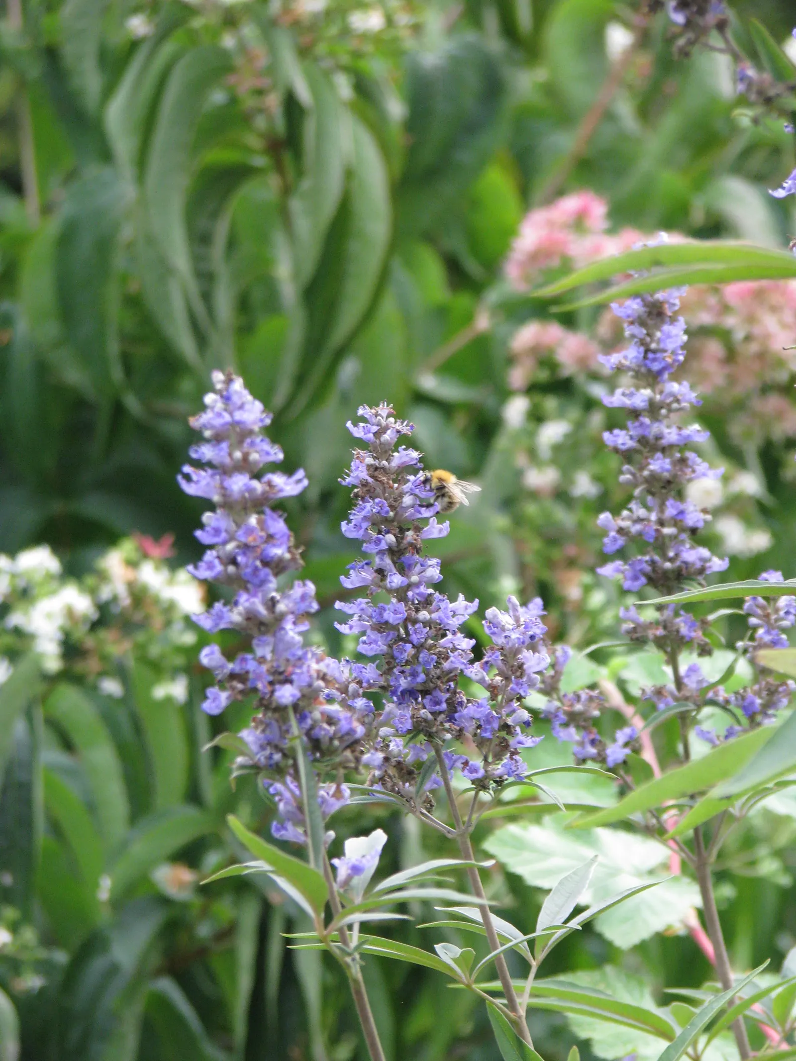 Chaste Tree, Monk's Pepper Tree (Vitex Agnus-Castus) — shrub with lavender blooms; each spike measuring up to 12 inches in length