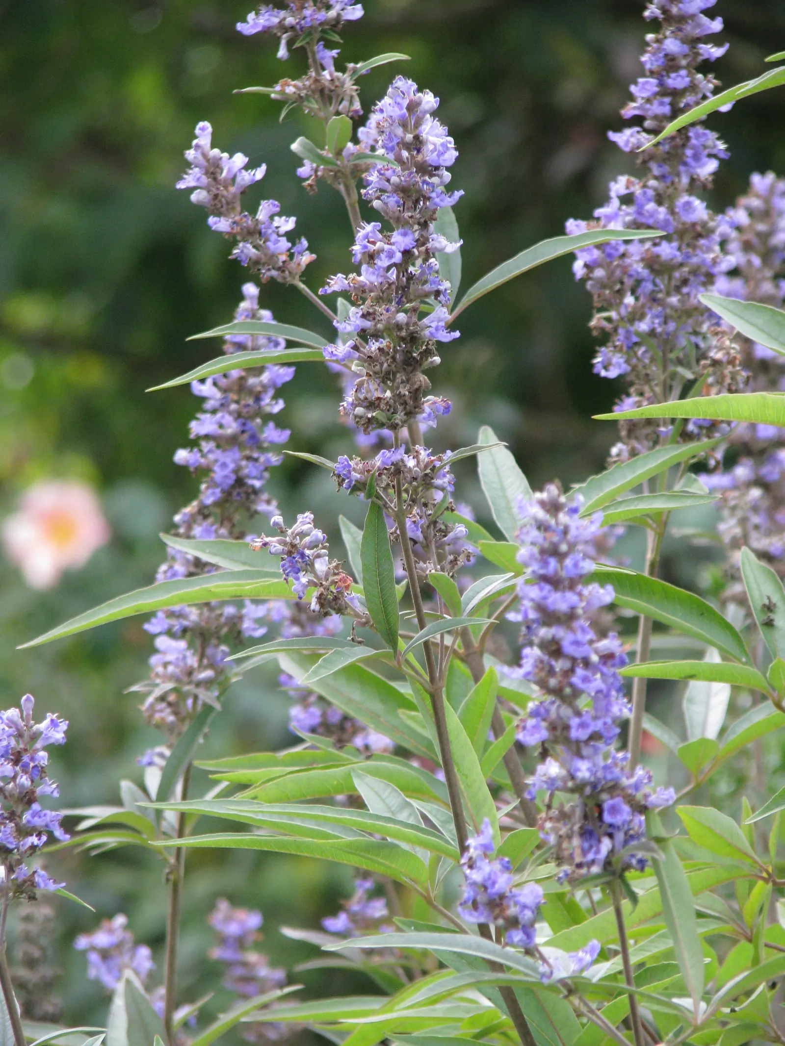 Chaste Tree, Monk's Pepper Tree (Vitex Agnus-Castus) — Vitex comes to life with long