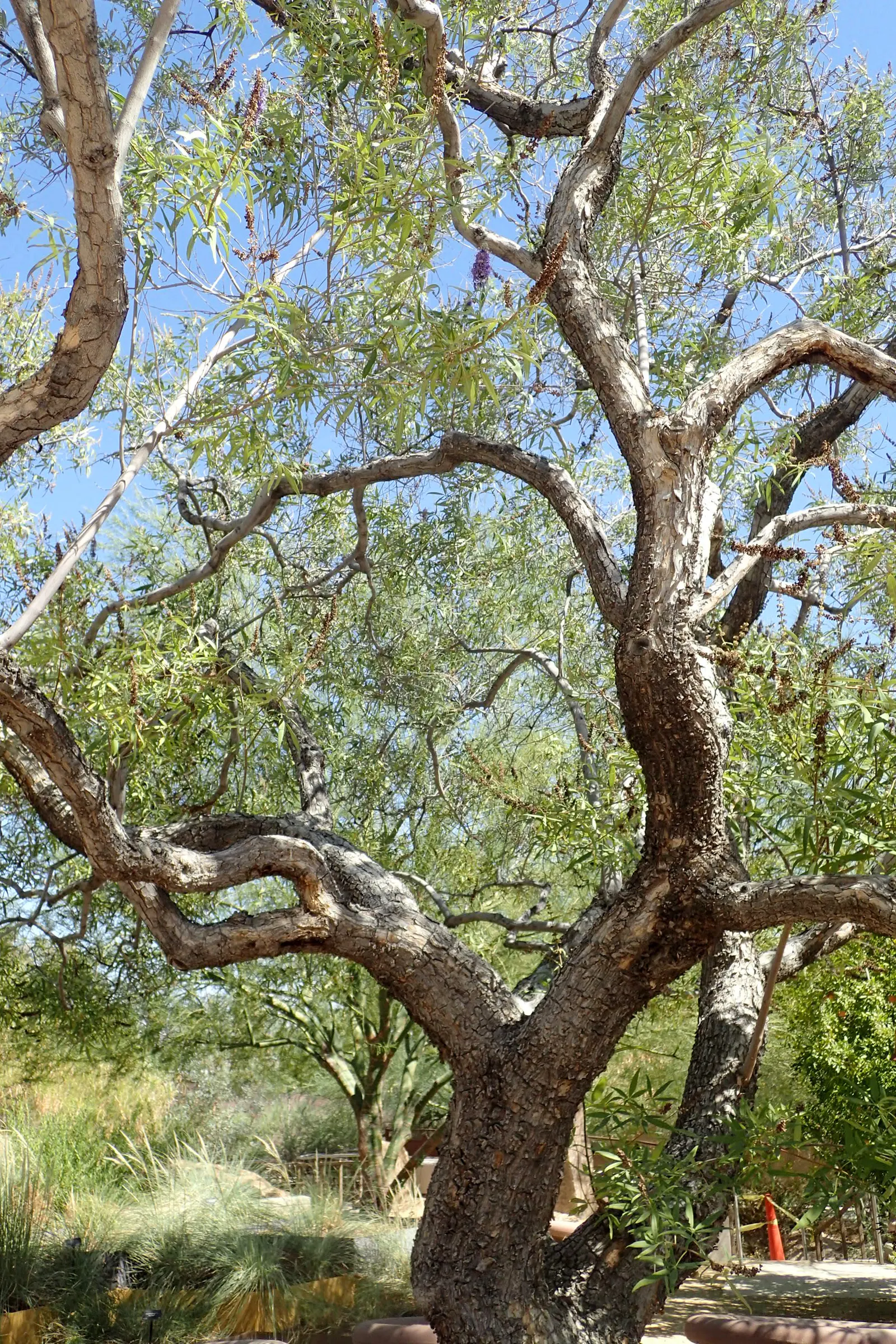 Chaste Tree, Monk's Pepper Tree (Vitex Agnus-Castus) — adding dynamism to the garden.<br><br>For best growth; these blossoms are highly attractive, image 67