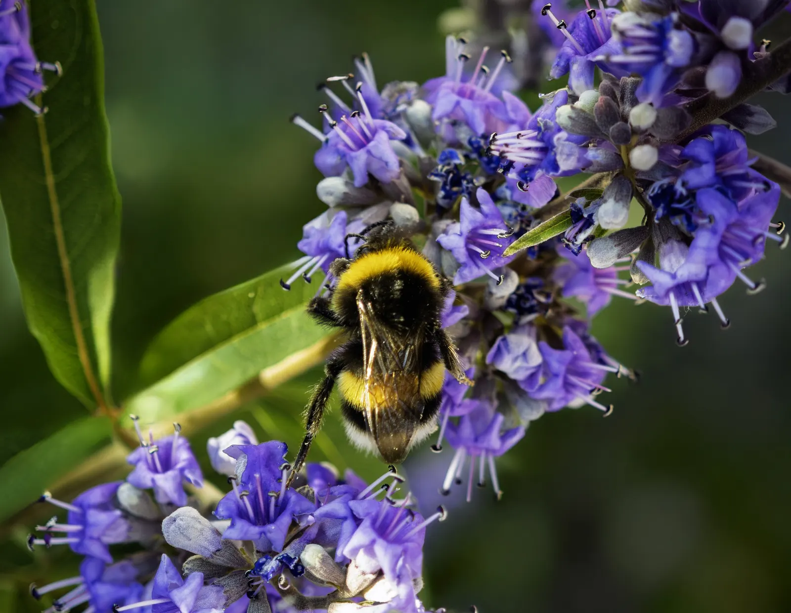 Chaste Tree, Monk's Pepper Tree (Vitex Agnus-Castus) — adding dynamism to the garden.<br><br>For best growth; these blossoms are highly attractive to bees