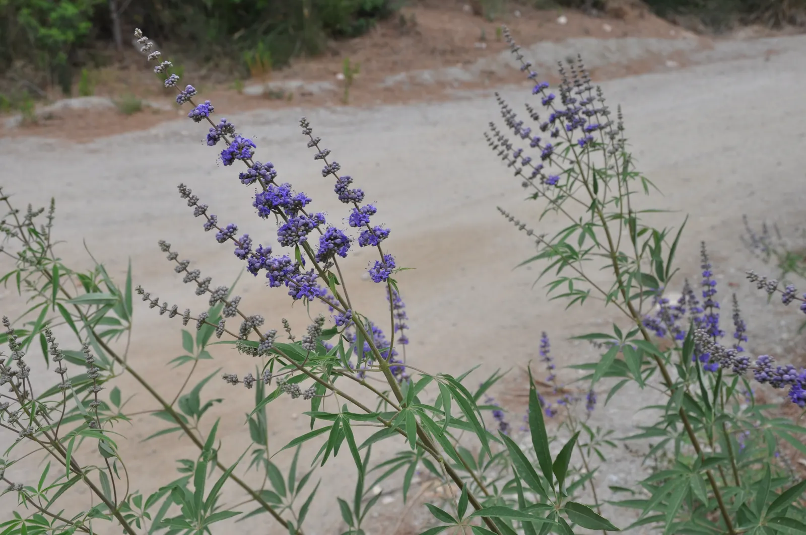 Chaste Tree, Monk's Pepper Tree (Vitex Agnus-Castus) — adding dynamism to the garden.<br><br>For best growth