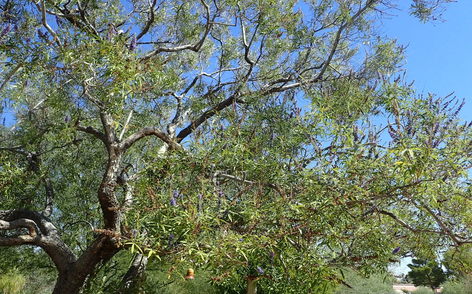 Chaste Tree, Monk's Pepper Tree (Vitex Agnus-Castus) — adds a Mediterranean touch to landscapes and requires minimal watering once established; elegant spikes