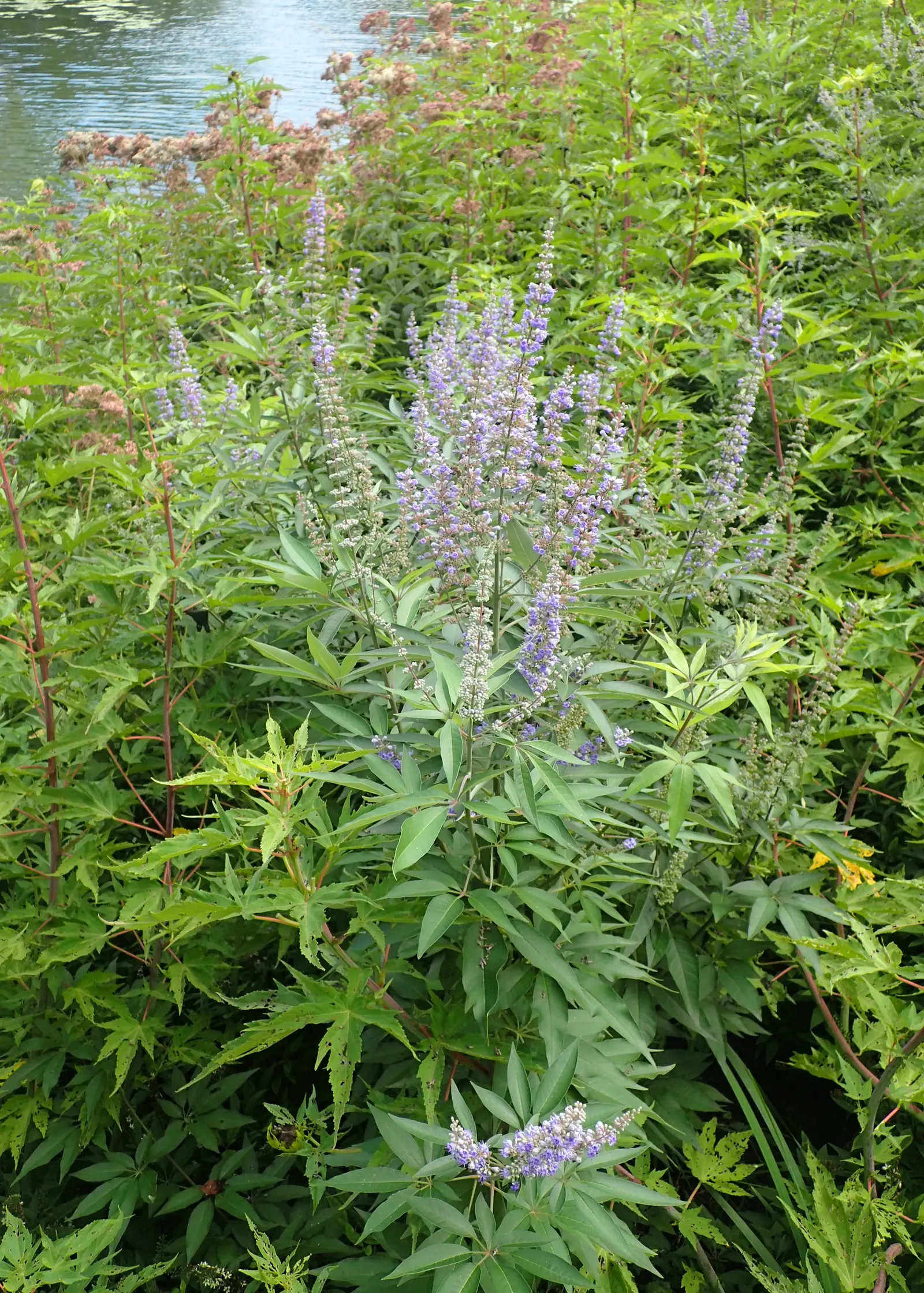 Chaste Tree, Monk's Pepper Tree (Vitex Agnus-Castus) — making it relatively low maintenance; lavender flowers in the garden, image 68