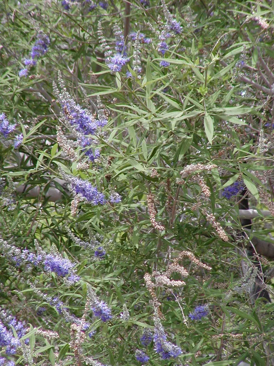 Chaste Tree, Monk's Pepper Tree (Vitex Agnus-Castus) — each spike measuring up to 12 inches in length; is a deciduous shrub featuring aromatic