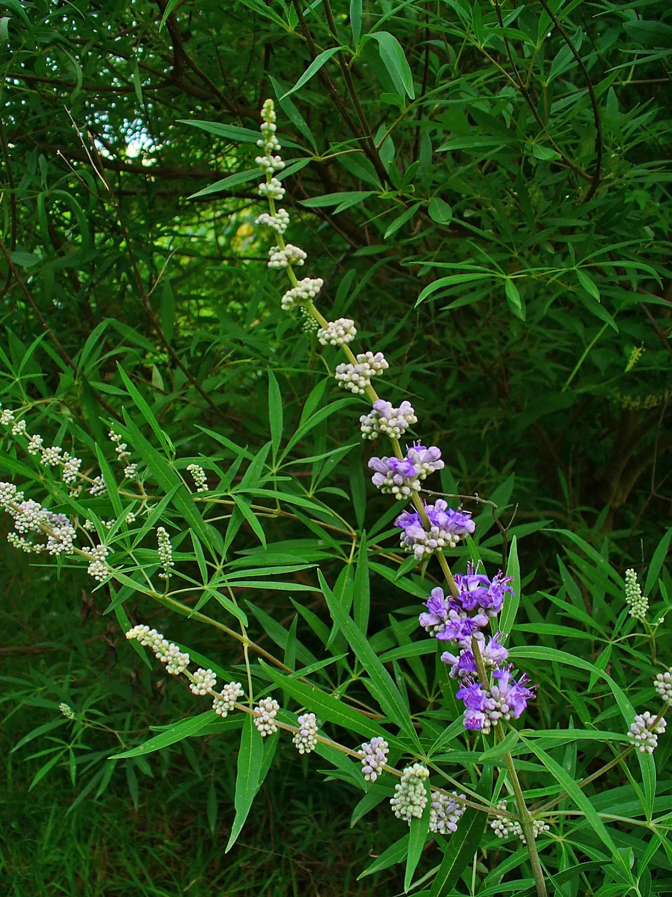 Chaste Tree, Monk's Pepper Tree (Vitex Agnus-Castus) — commonly known as Chaste Tree