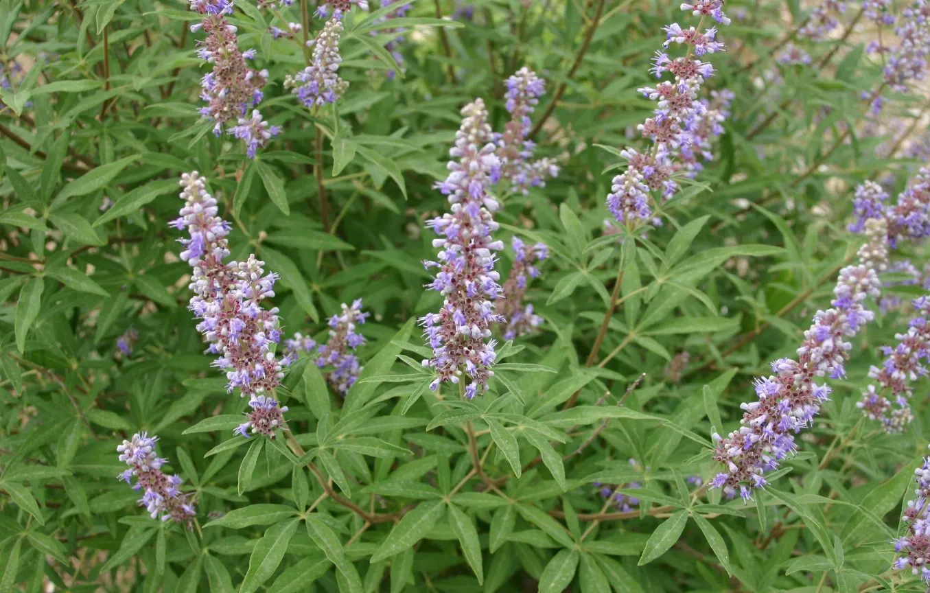 Chaste Tree, Monk's Pepper Tree (Vitex Agnus-Castus) — lavender flowers in the garden; often referred to as Monk's Pepper, image 73