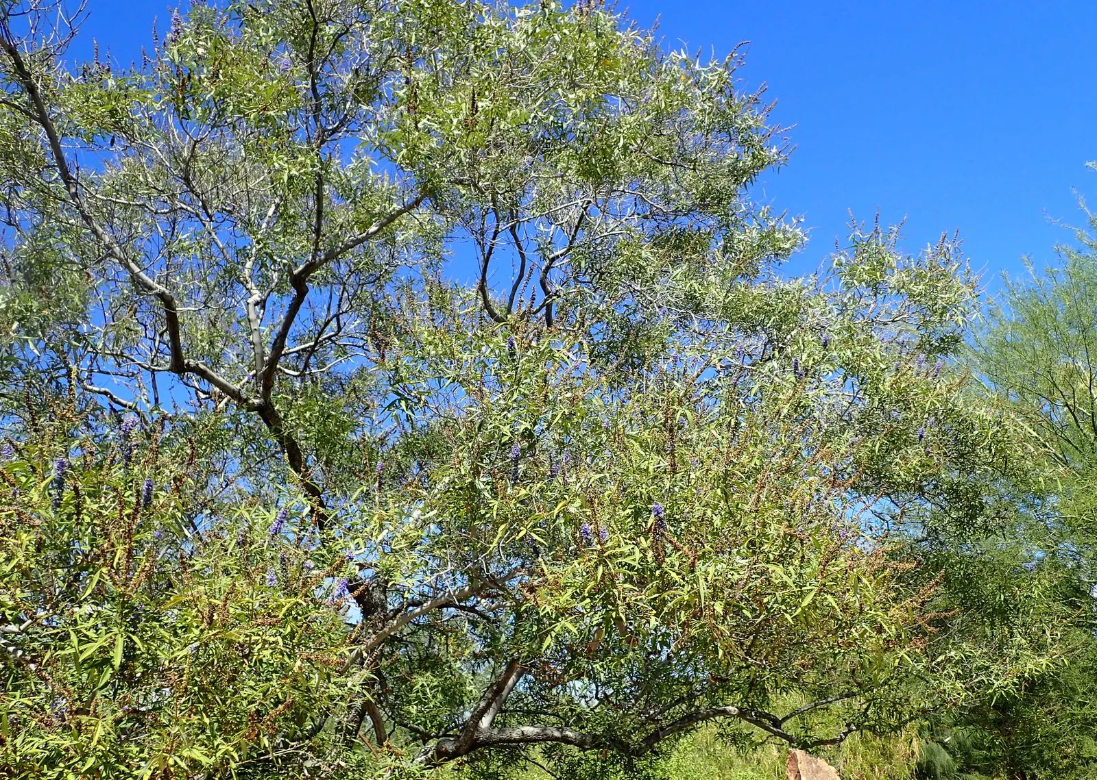 Chaste Tree, Monk's Pepper Tree (Vitex Agnus-Castus) — the Chaste Tree's graceful