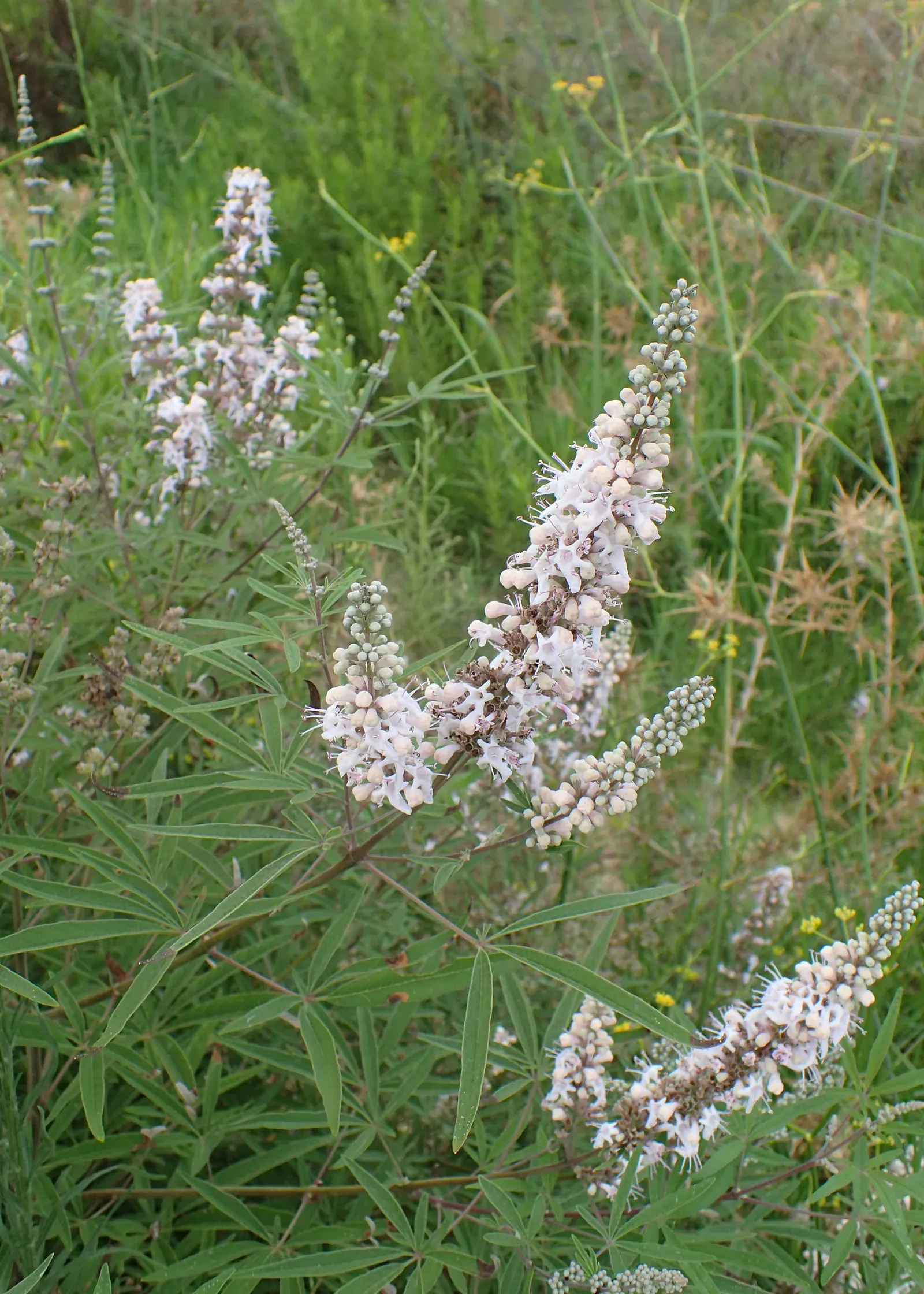 Chaste Tree, Monk's Pepper Tree (Vitex Agnus-Castus) — scientifically known as Vitex agnus-castus; and it responds well to pruning, image 57