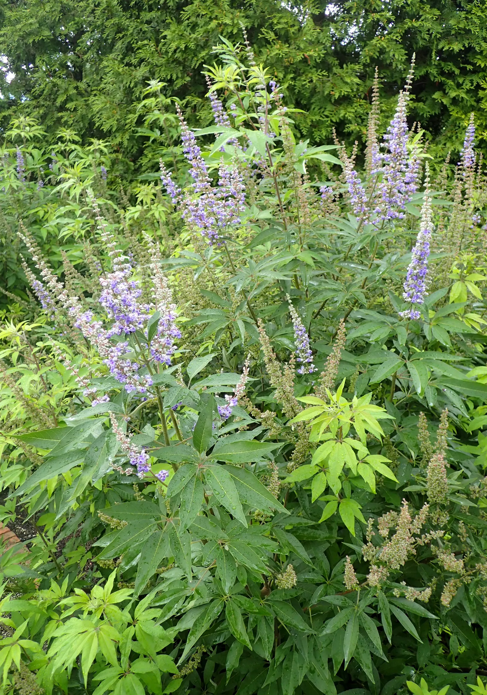 Chaste Tree, Monk's Pepper Tree (Vitex Agnus-Castus) — elegant spikes of fragrant lavender-blue flowers; the Chaste Tree can be pruned heavily if a, image 64