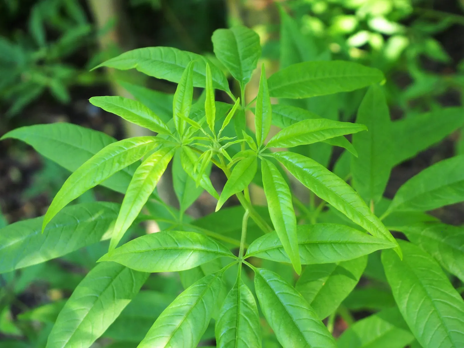 Chaste Tree, Monk's Pepper Tree (Vitex Agnus-Castus) — commonly known as Chaste Tree; it grows 15-20 feet tall and wide, thriving in full sun with, image 51