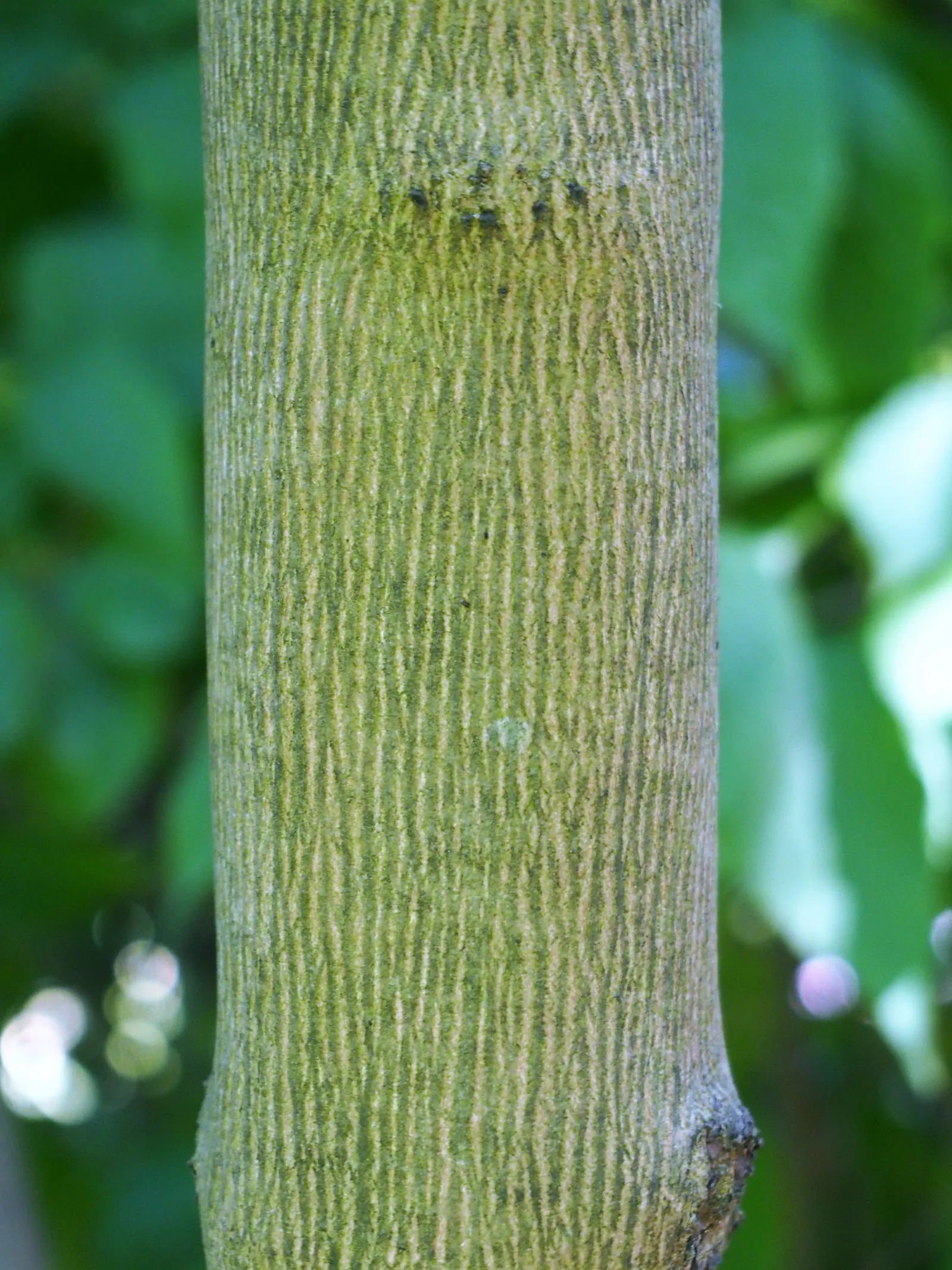 Chaste Tree, Monk's Pepper Tree (Vitex Agnus-Castus) — encouraging denser foliage and more prolific blooming.<br><br>In conclusion; commonly known as Chaste