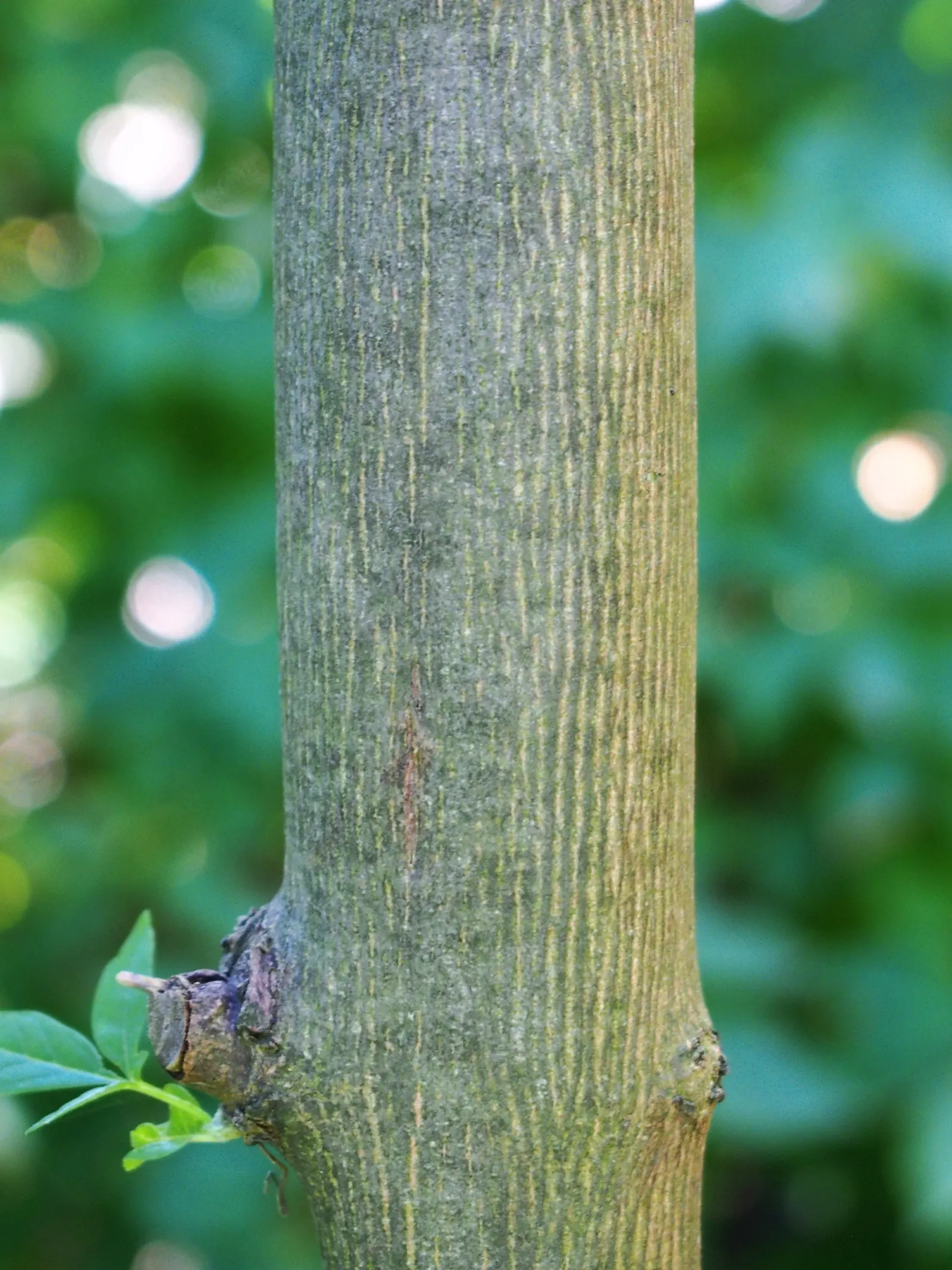 Chaste Tree, Monk's Pepper Tree (Vitex Agnus-Castus) — It is hardy in USDA zones 6 through 9, tolerating occasional dips in temperature down to, image 69