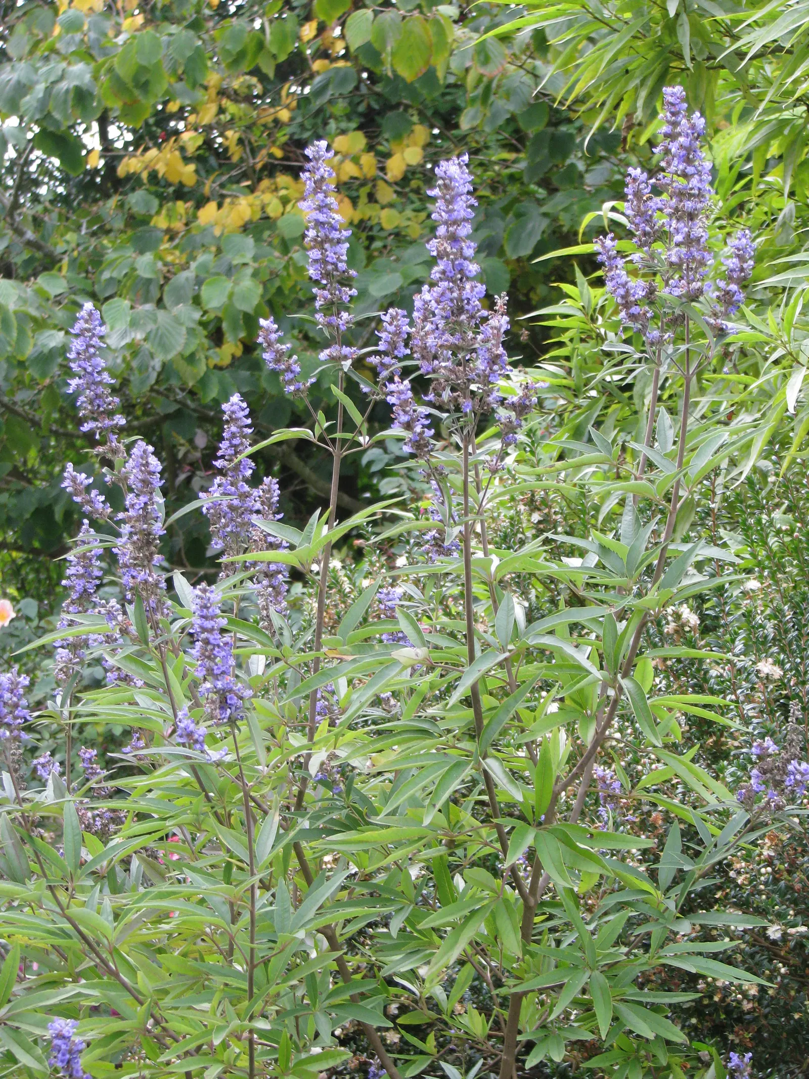 Chaste Tree, Monk's Pepper Tree (Vitex Agnus-Castus) — Often referred to as Monk's Pepper