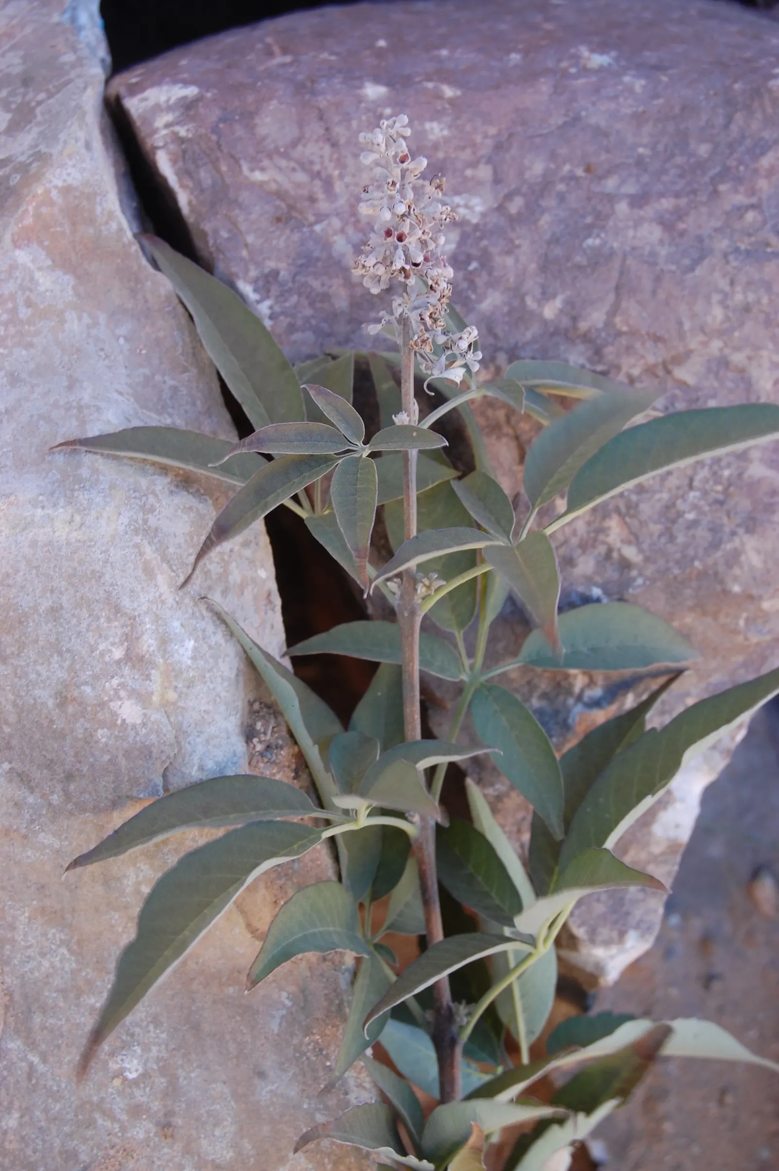Chaste Tree, Monk's Pepper Tree (Vitex Agnus-Castus) — palmate foliage and summer-blooming; making it relatively low maintenance, image 53