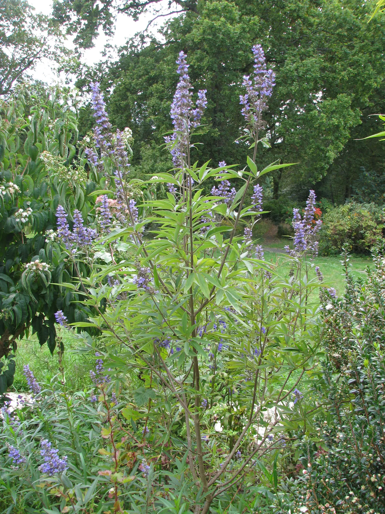 Chaste Tree, Monk's Pepper Tree (Vitex Agnus-Castus) — palmate foliage and summer-blooming; making it relatively low maintenance
