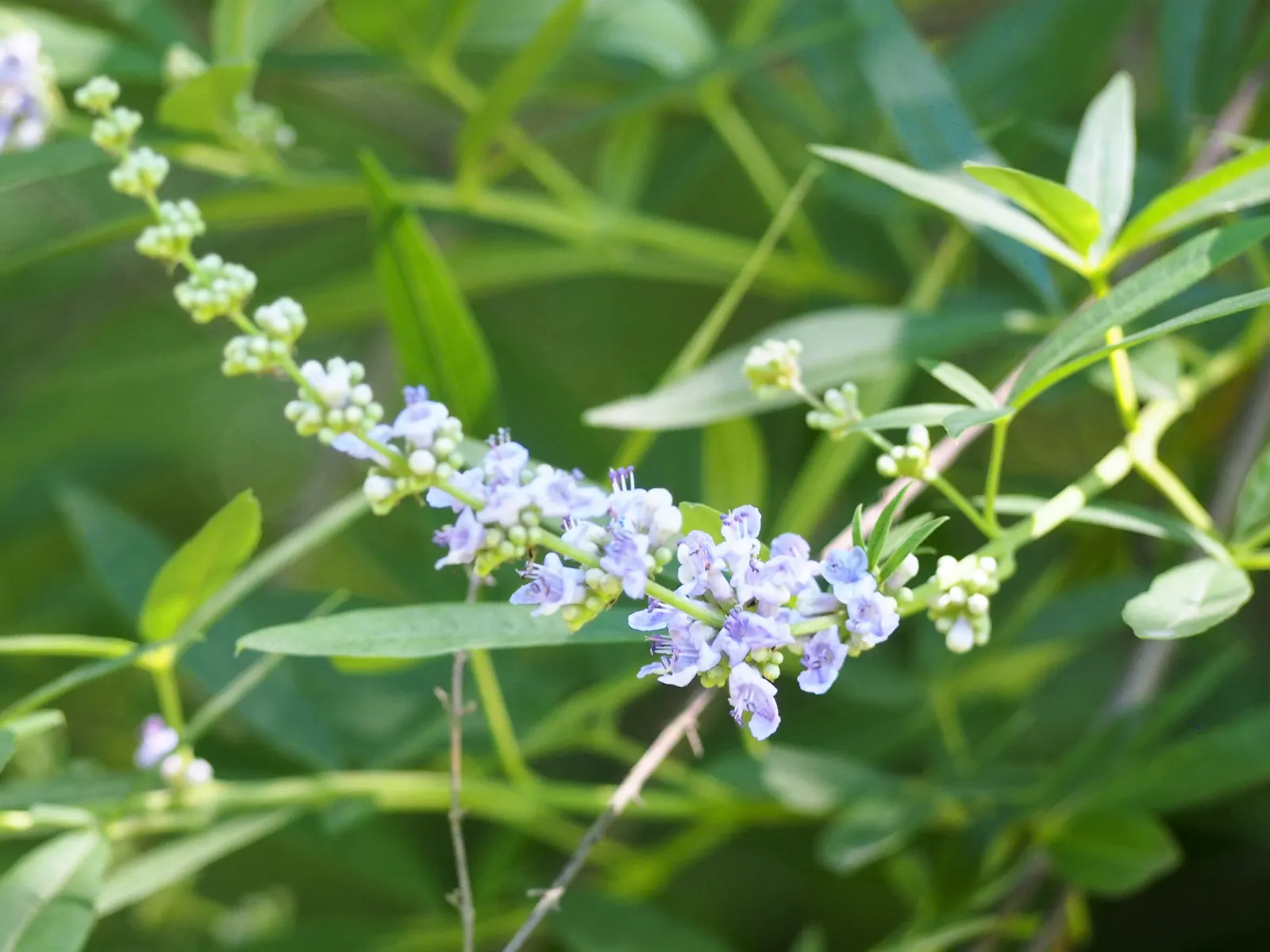 Chaste Tree, Monk's Pepper Tree (Vitex Agnus-Castus) — Vitex comes to life with long, image 63