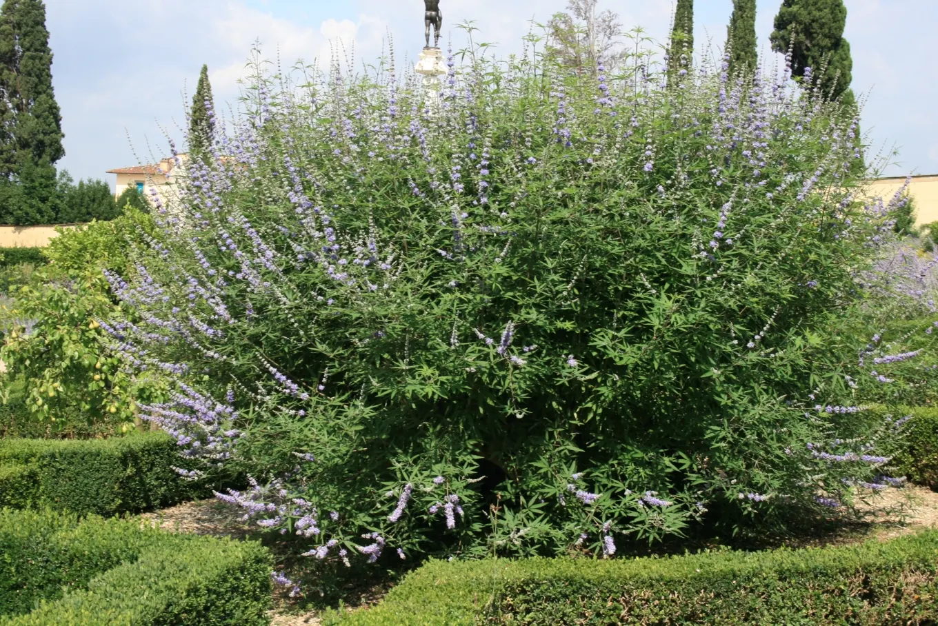 Chaste Tree, Monk's Pepper Tree (Vitex Agnus-Castus) — when many other plants have finished blooming; adds a Mediterranean touch to landscapes and requires