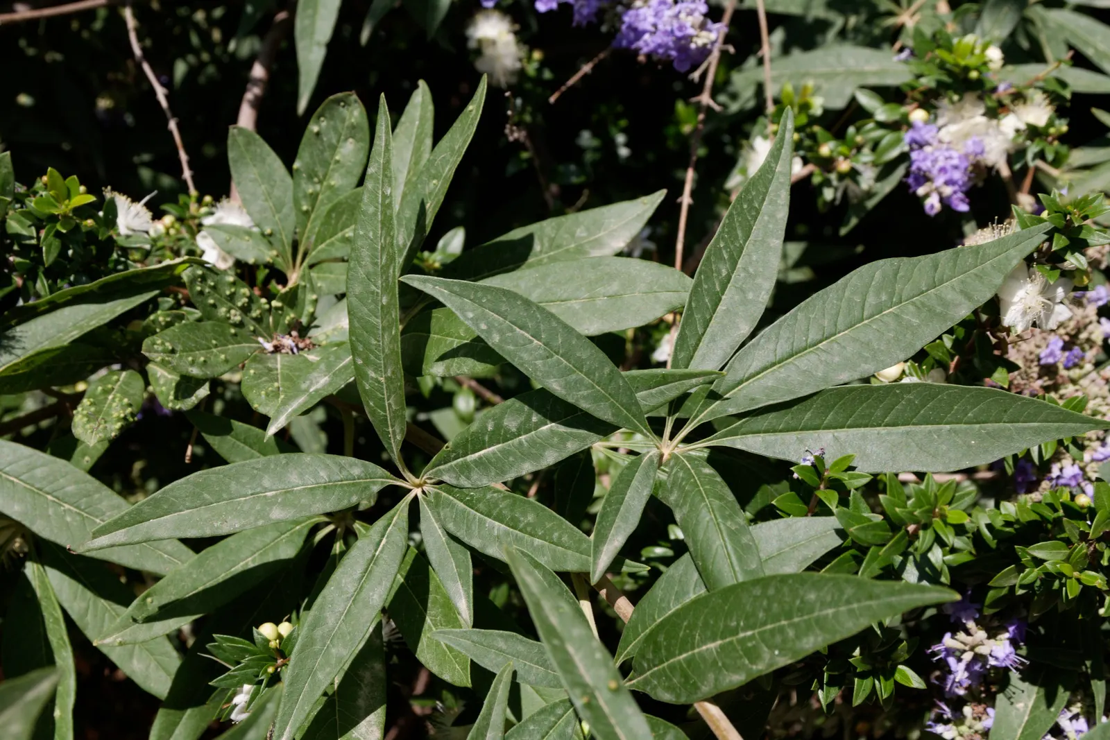 Chaste Tree, Monk's Pepper Tree (Vitex Agnus-Castus) — is a deciduous shrub featuring aromatic; aromatic leaves with 5 to 7 lance-shaped, image 52