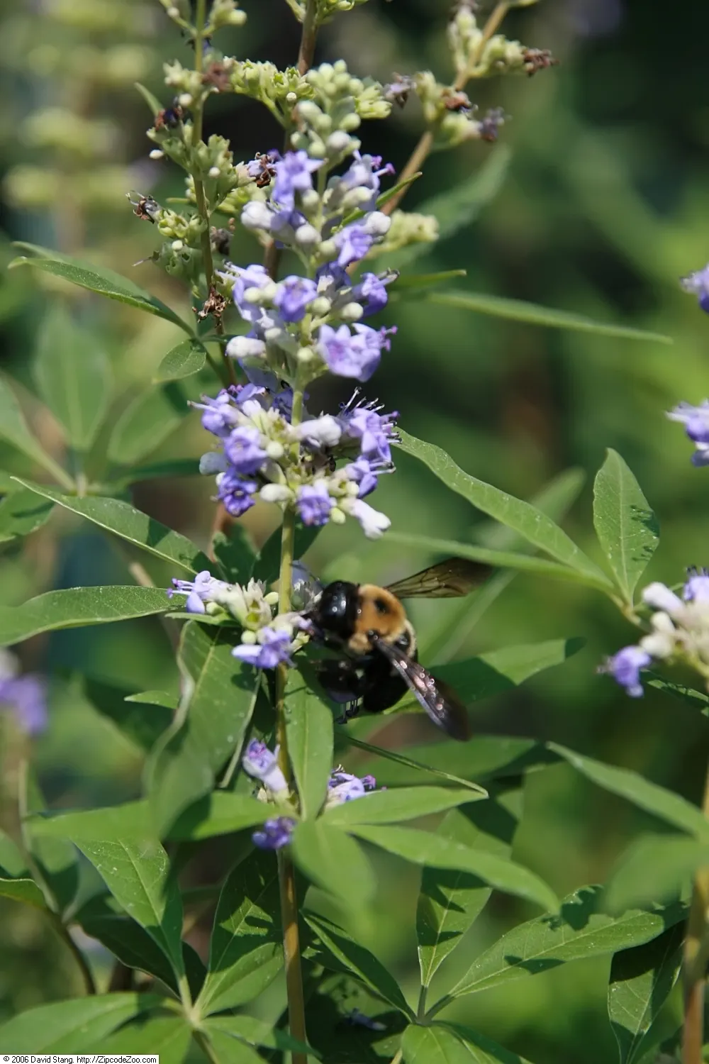 Chaste Tree, Monk's Pepper Tree (Vitex Agnus-Castus) — shrub with lavender blooms