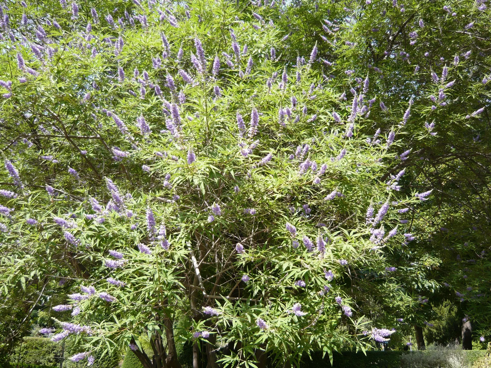 Chaste Tree, Monk's Pepper Tree (Vitex Agnus-Castus) — and it responds well to pruning; it is hardy in USDA zones 6 through 9, tolerating, image 71