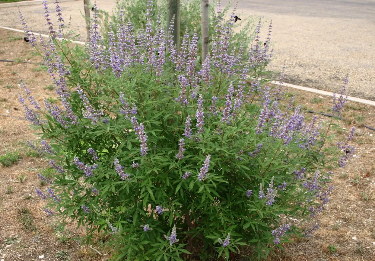 Chaste Tree, Monk's Pepper Tree (Vitex Agnus-Castus) — shrub for full