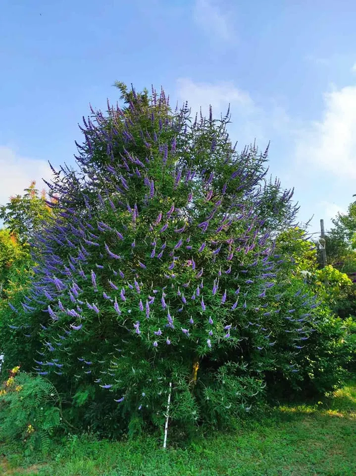 Chaste Tree, Monk's Pepper Tree (Vitex Agnus-Castus) — the Chaste Tree's graceful; airy form is highlighted by palmate