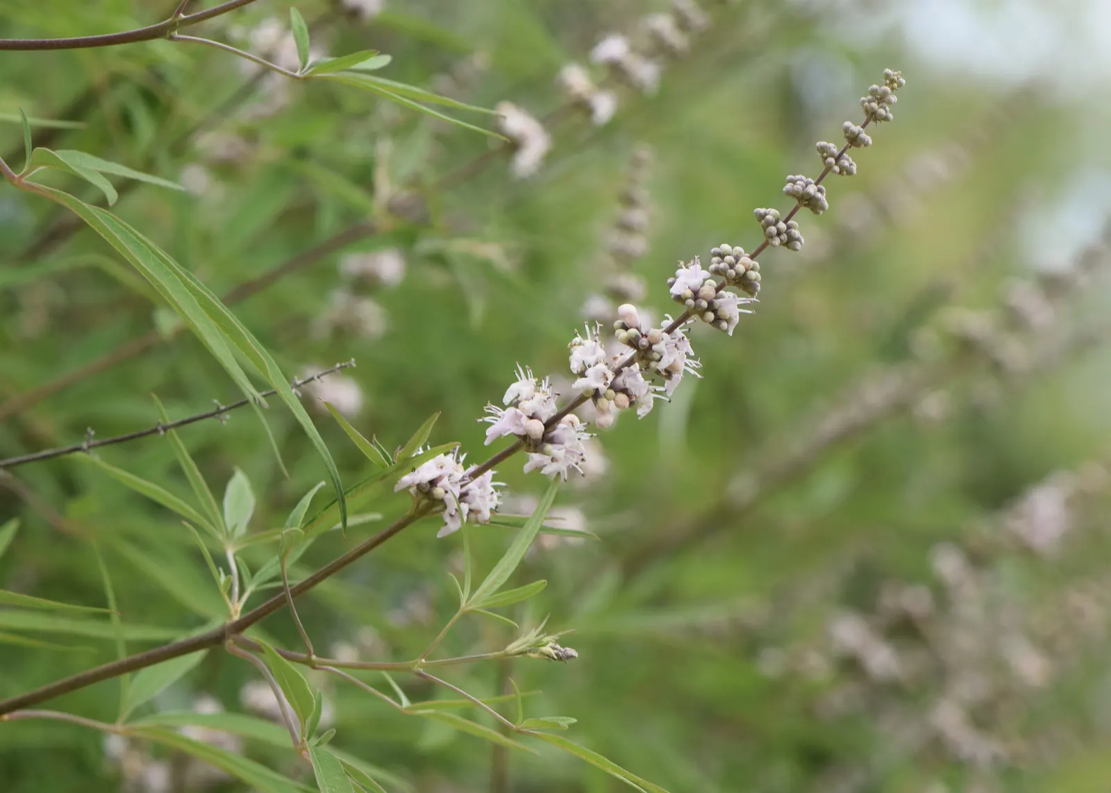 Chaste Tree, Monk's Pepper Tree (Vitex Agnus-Castus) — These blossoms are highly attractive to bees; the Chaste Tree's graceful