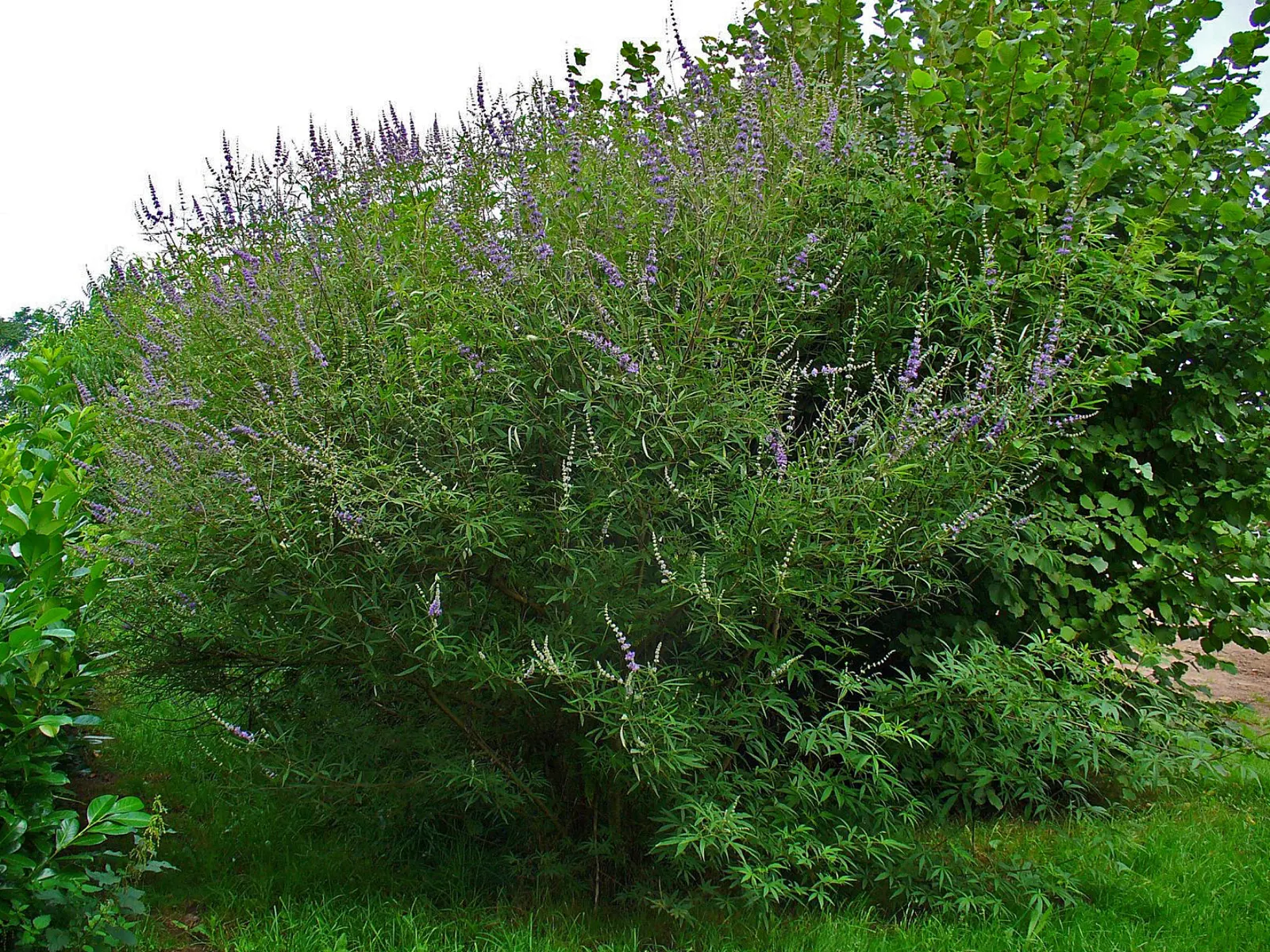 Chaste Tree, Monk's Pepper Tree (Vitex Agnus-Castus) — palmate foliage and summer-blooming