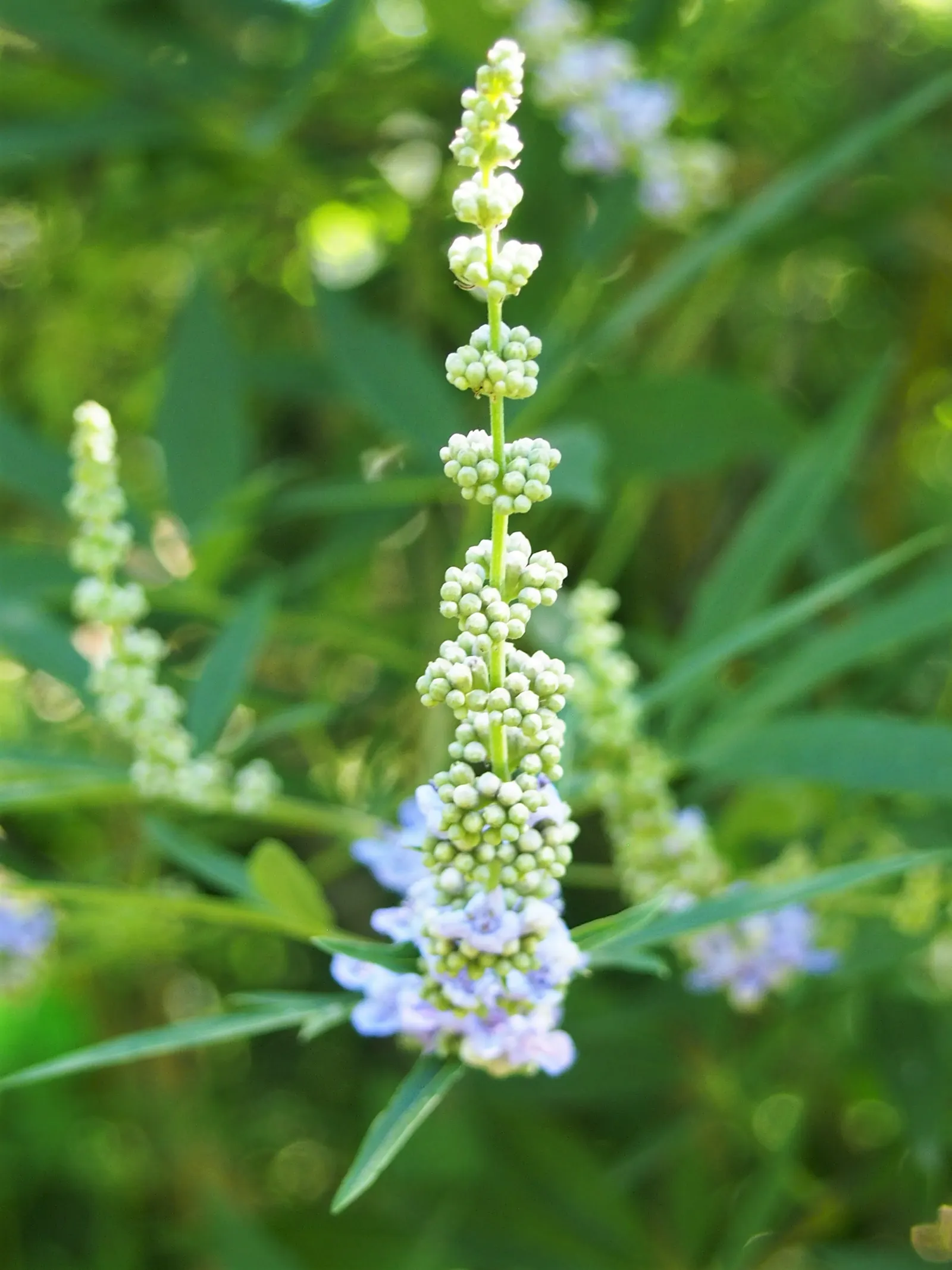 Chaste Tree, Monk's Pepper Tree (Vitex Agnus-Castus) — often pruned into tree form; scientifically known as Vitex agnus-castus