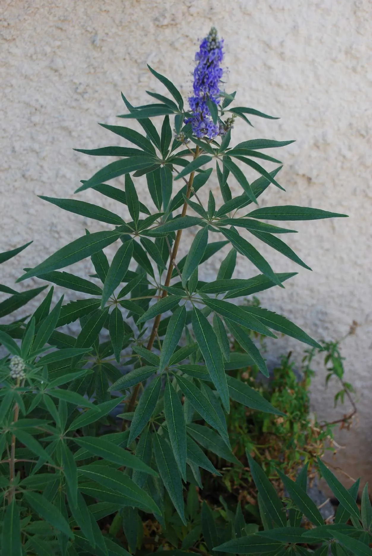 Chaste Tree, Monk's Pepper Tree (Vitex Agnus-Castus) — These blossoms are highly attractive to bees