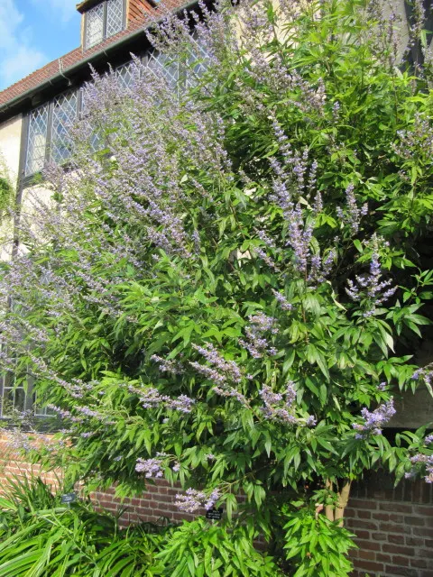 Chaste Tree, Monk's Pepper Tree (Vitex Agnus-Castus) — making it relatively low maintenance; lavender flowers in the garden