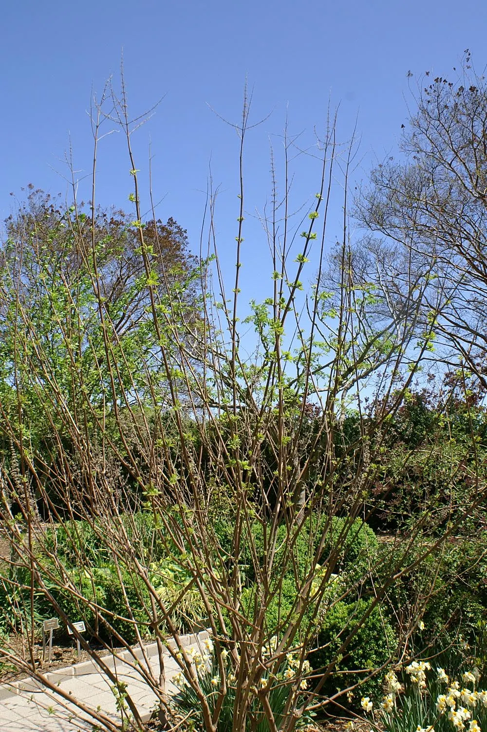 Chaste Tree, Monk's Pepper Tree (Vitex Agnus-Castus) — airy form is highlighted by palmate