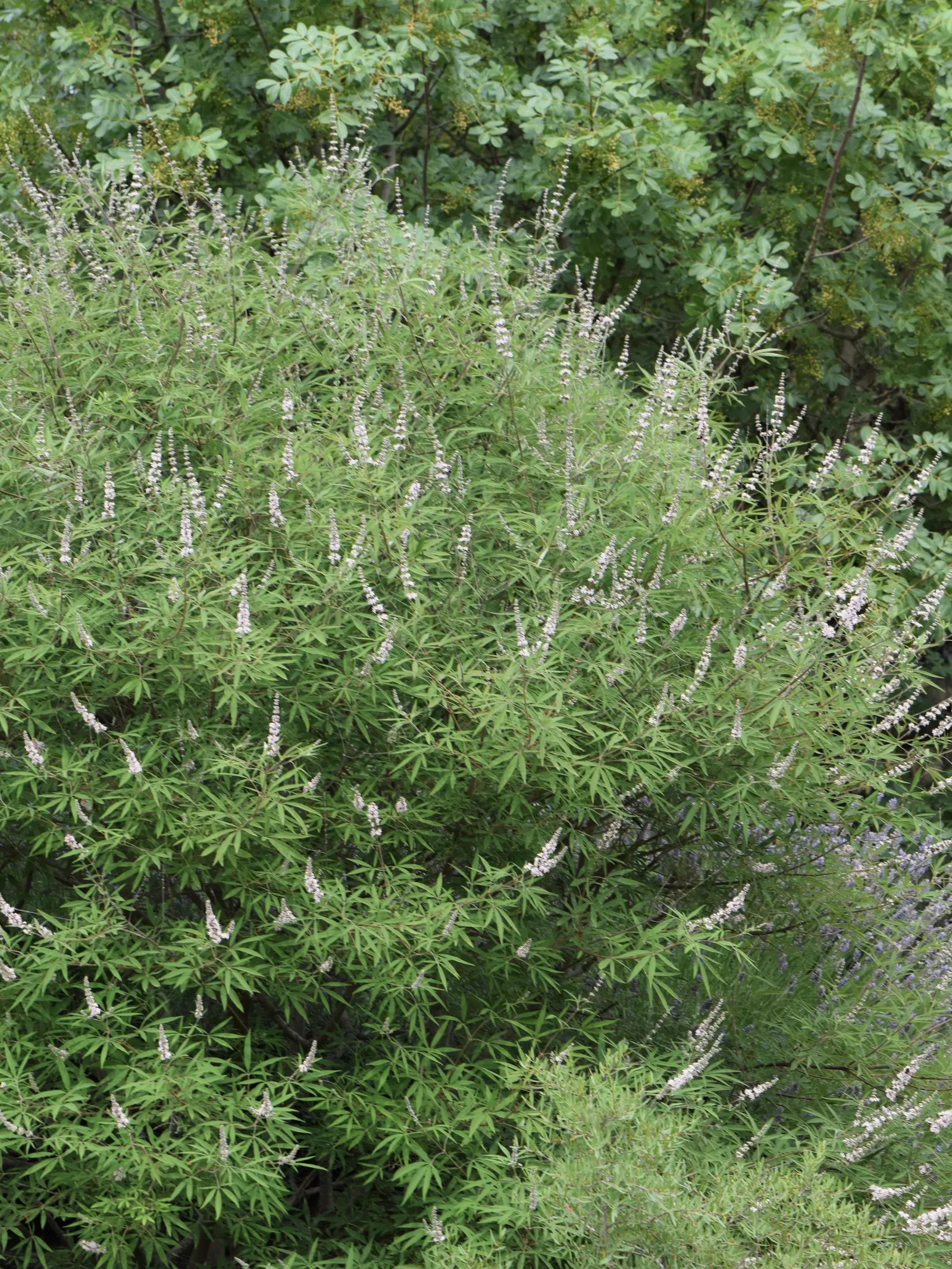 Chaste Tree, Monk's Pepper Tree (Vitex Agnus-Castus) — and it responds well to pruning