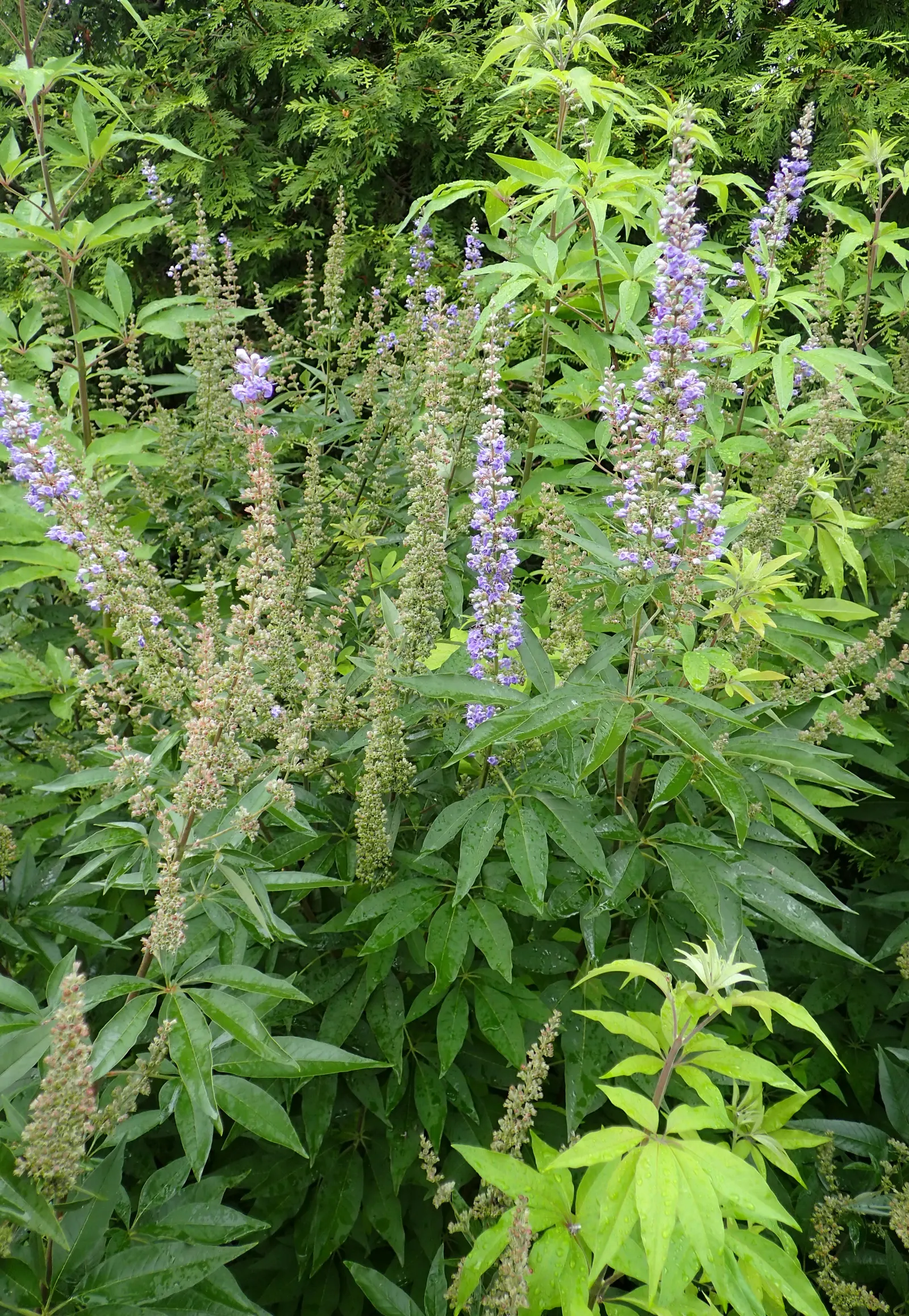 Chaste Tree, Monk's Pepper Tree (Vitex Agnus-Castus) — adds a Mediterranean touch to landscapes and requires minimal watering once established, image 56